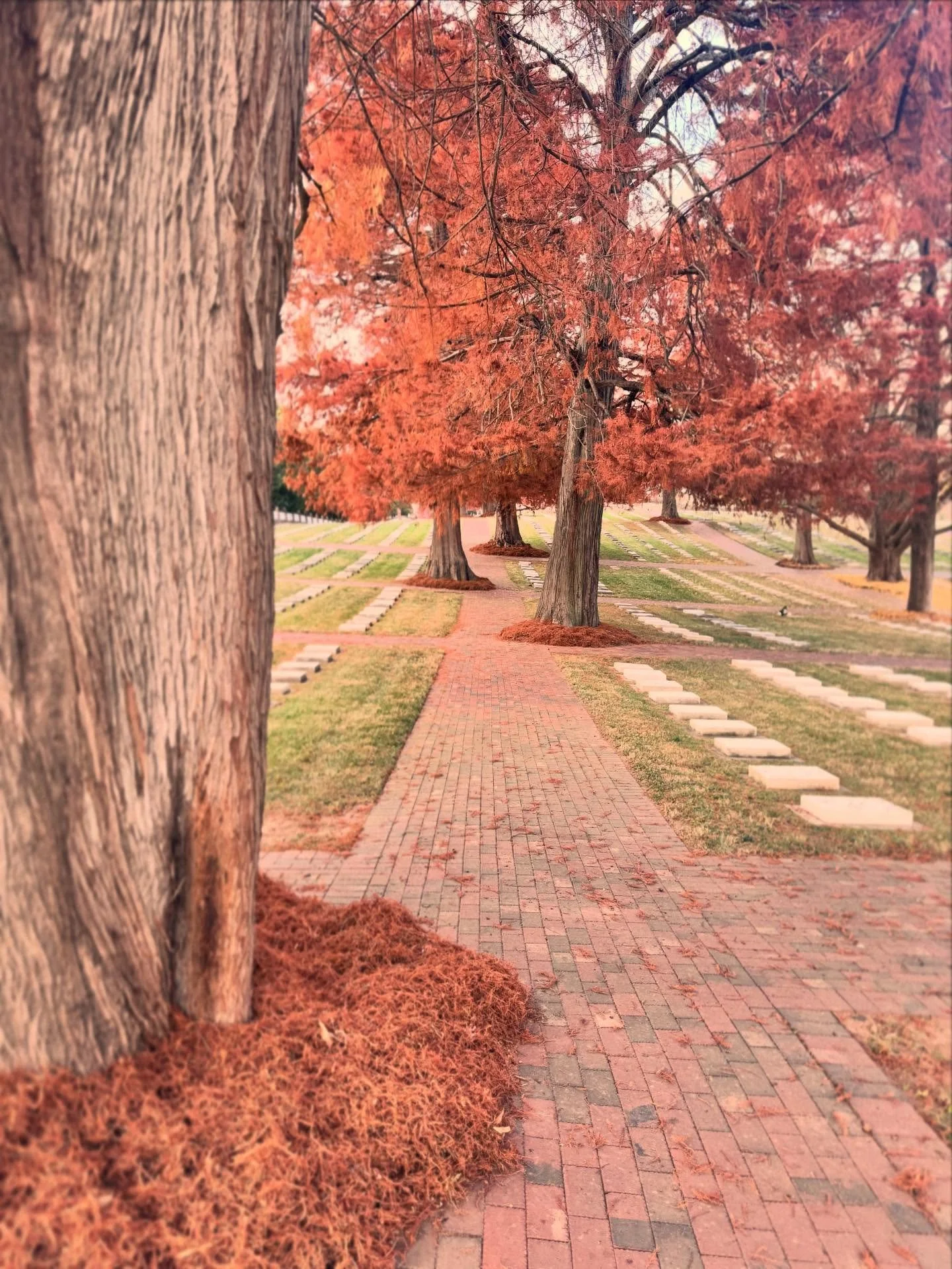 I love places where trees dictate how things are going to be.
Moravian Cemetery in Old Salem, NC.