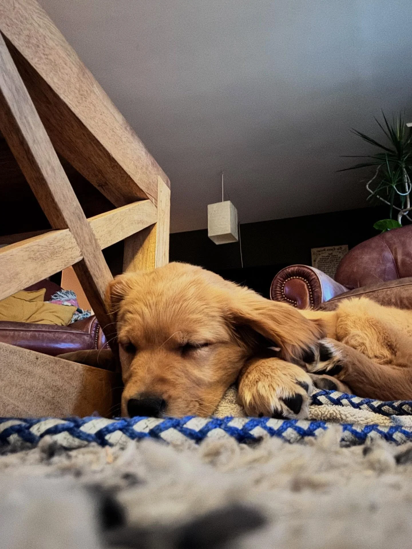 The calm before the inevitable storm 

#puppiesarethebestandtheworst