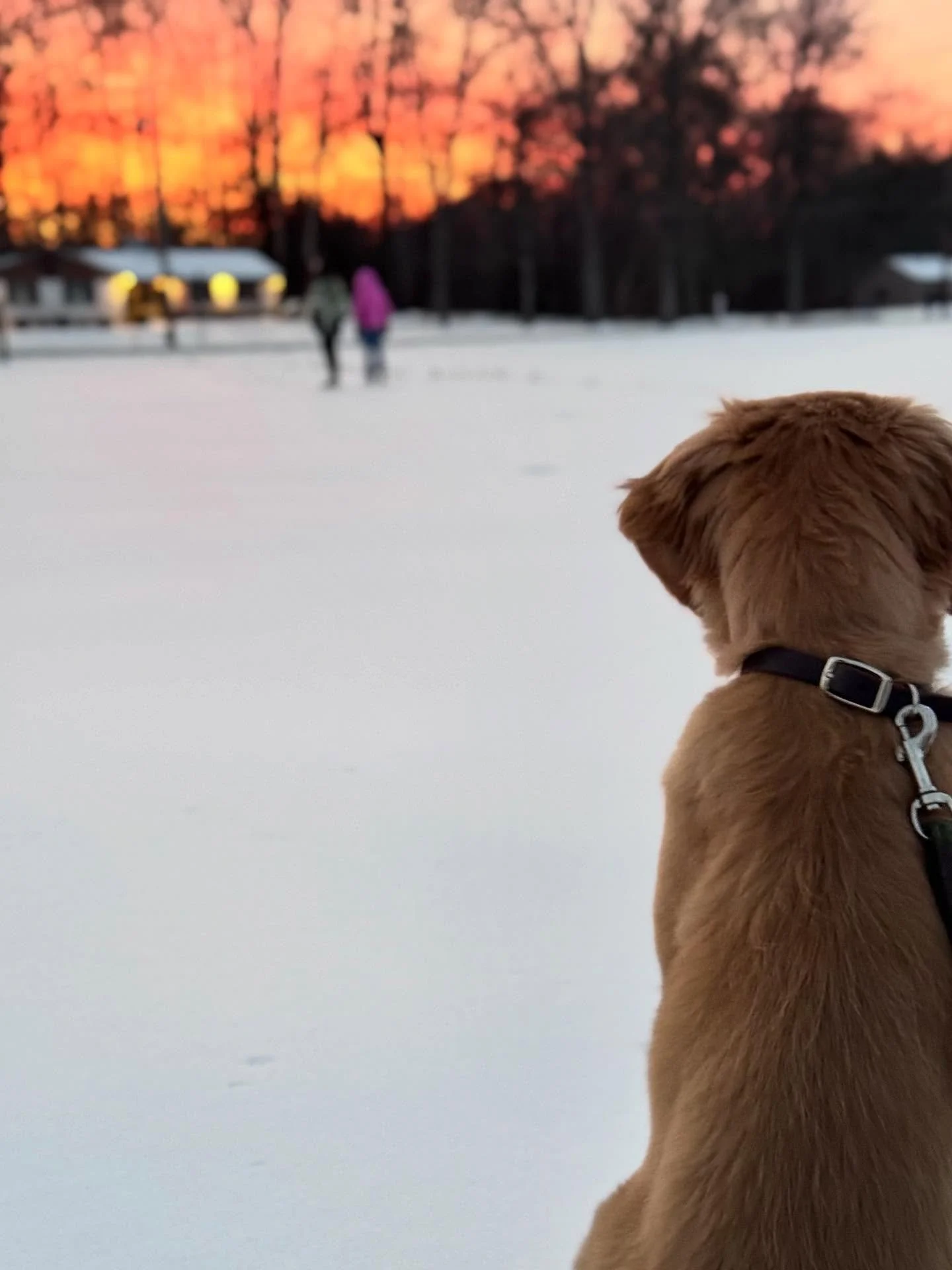Sherbet Sky 🧡🩷💚

Photo Credit: Lucy
