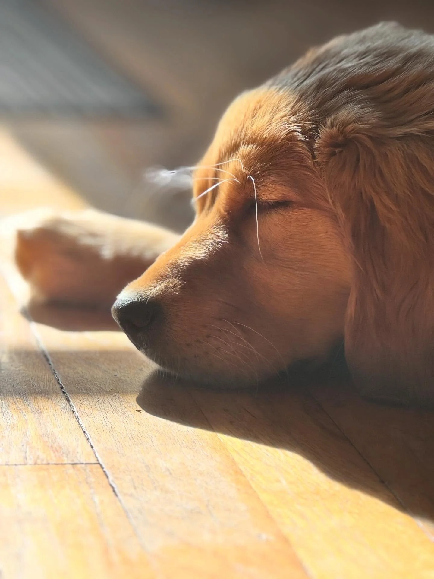 When light, shadow and form come together 😍 #goldenhour #goldengirl