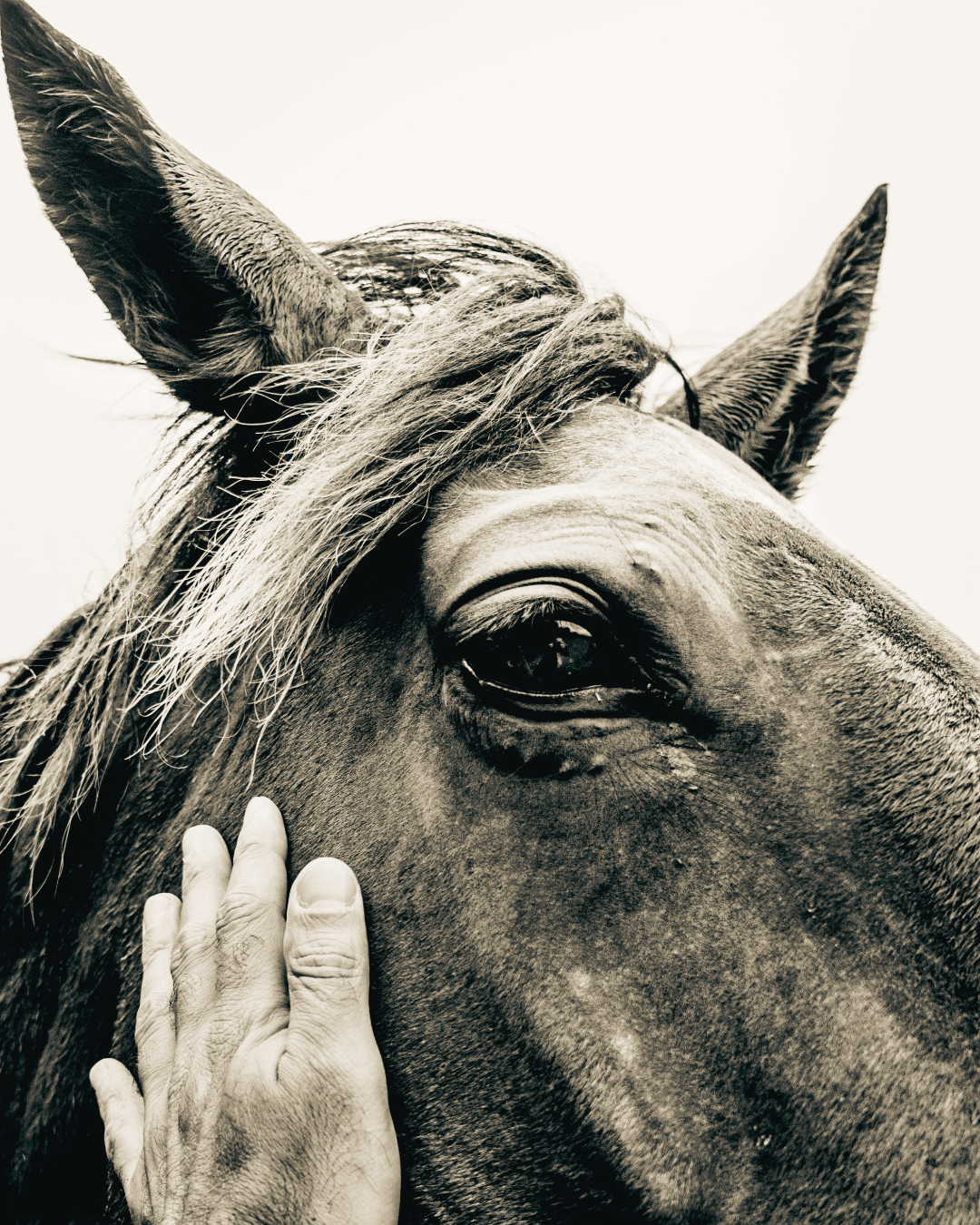Close-up of a horse's face with a person gently touching its cheek. Marie Mystic Pet Psychic Animal Communication logo London. Pet Medium. Spirit animal. Animal Communicator