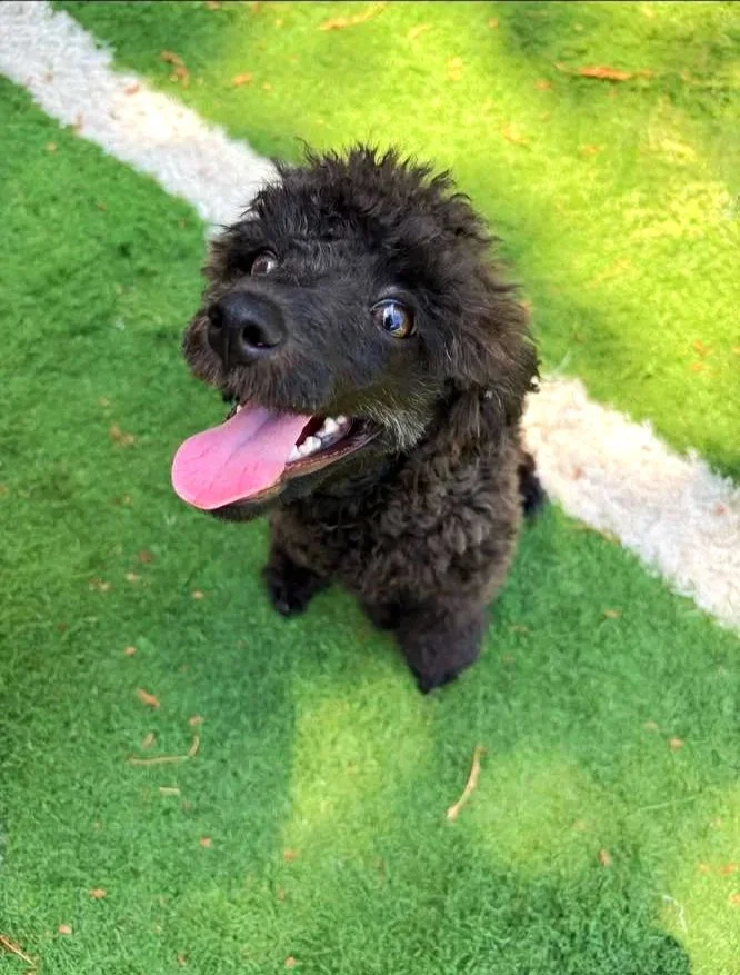 A black, curly-haired puppy sitting on grass with a white line on the ground, tongue out, and smiling.