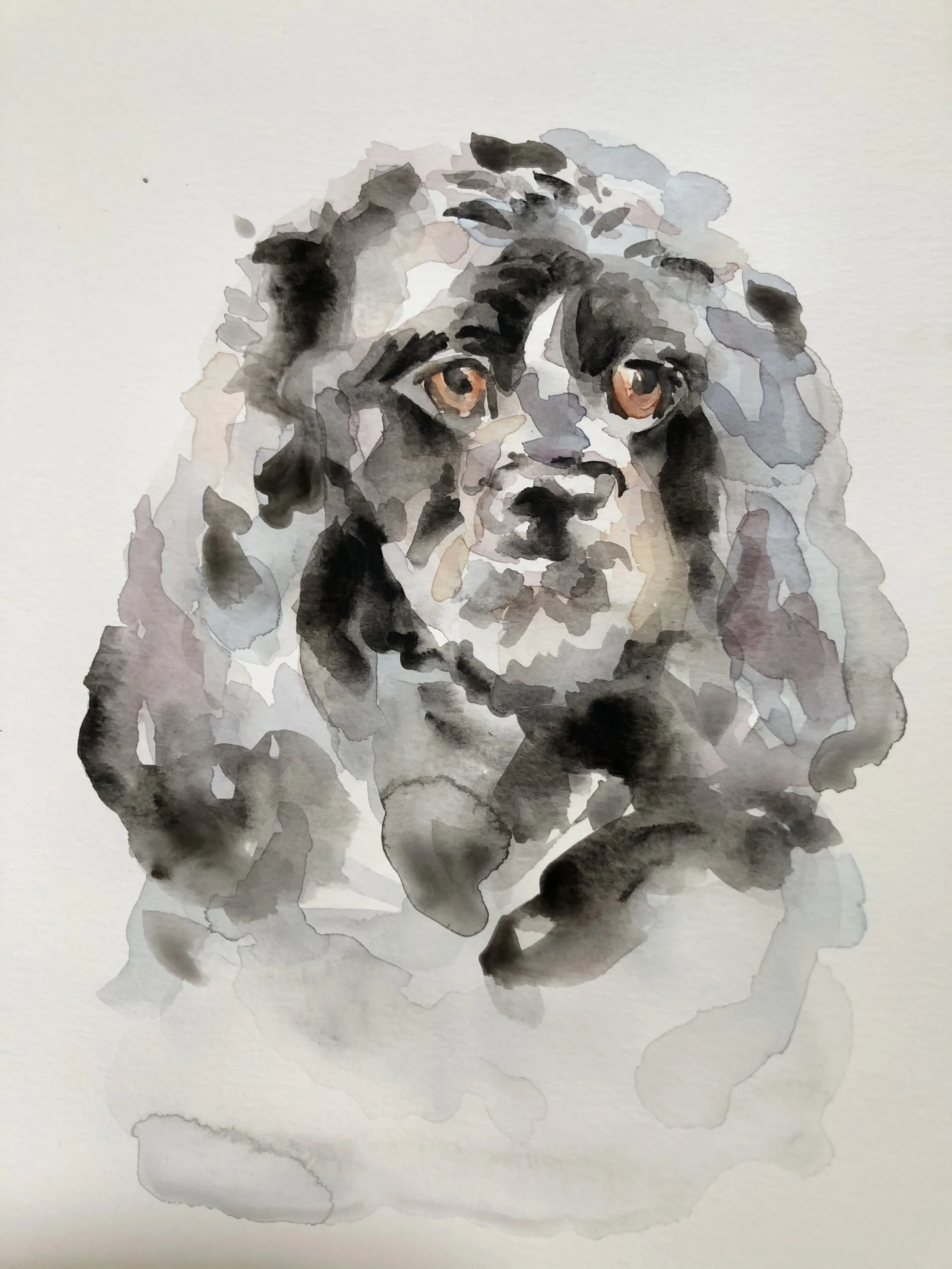 Commissioned gouache painting by Rebekah Victoria of a cocker spaniel dog. The artwork captures the dog’s soft fur, expressive eyes, and gentle personality with detailed brushwork and warm, natural tones.