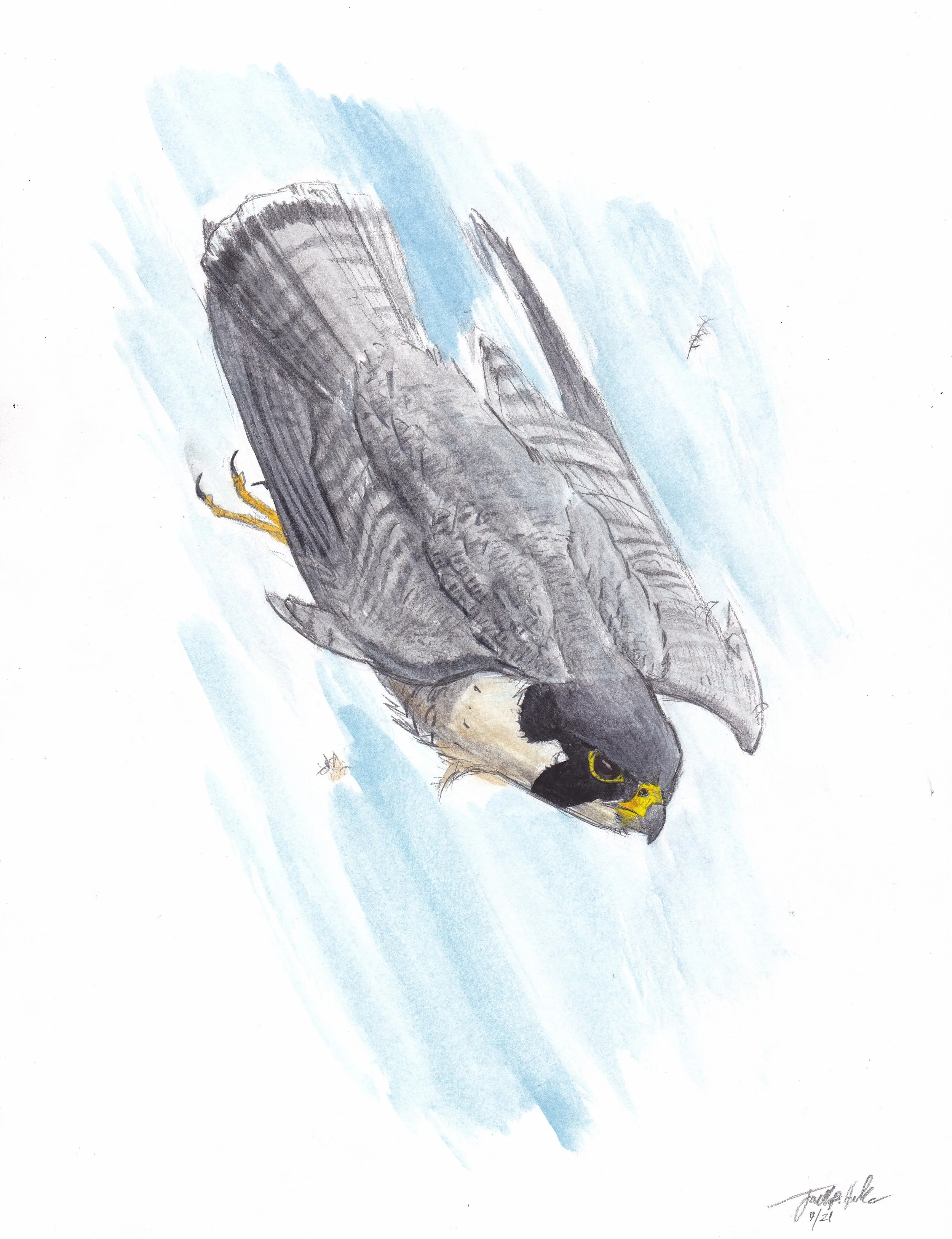 A watercolor painting of a peregrine falcon with gray and black feathers, flying in a mostly blue sky with some white clouds.