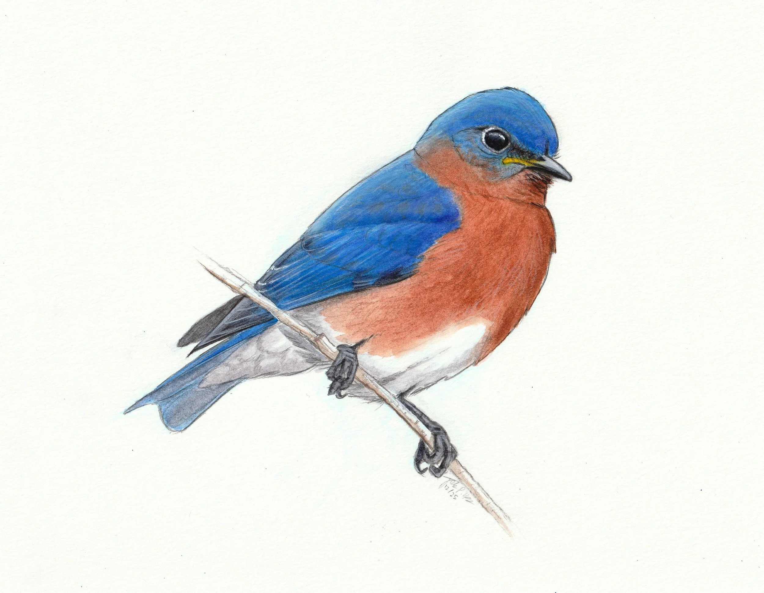 Bluebird_2025.jpg