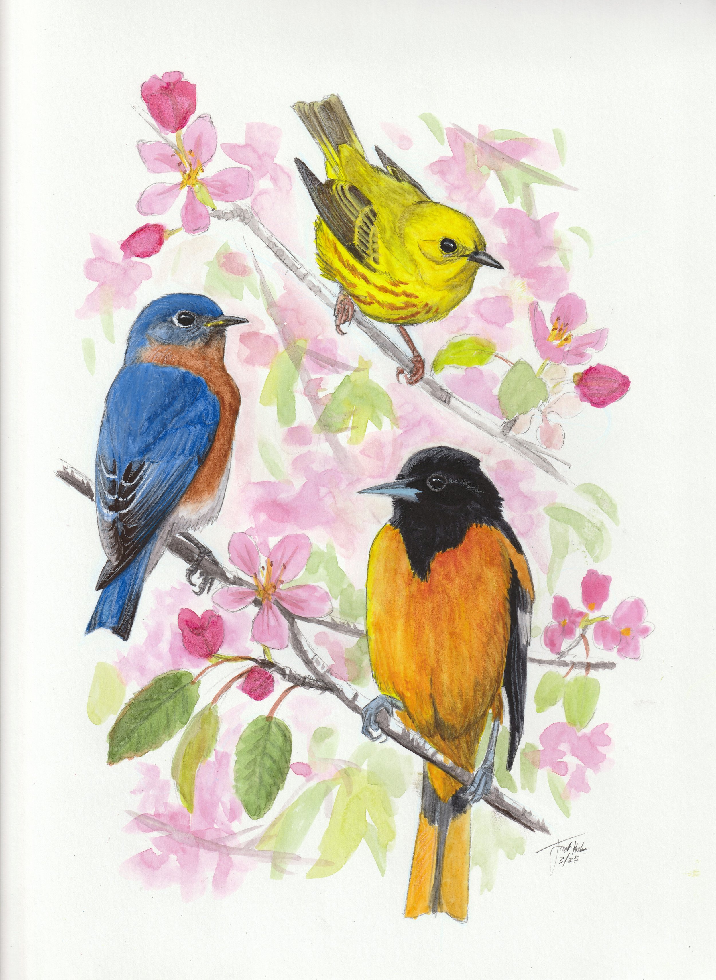 Spring Songbirds Fine Art Print