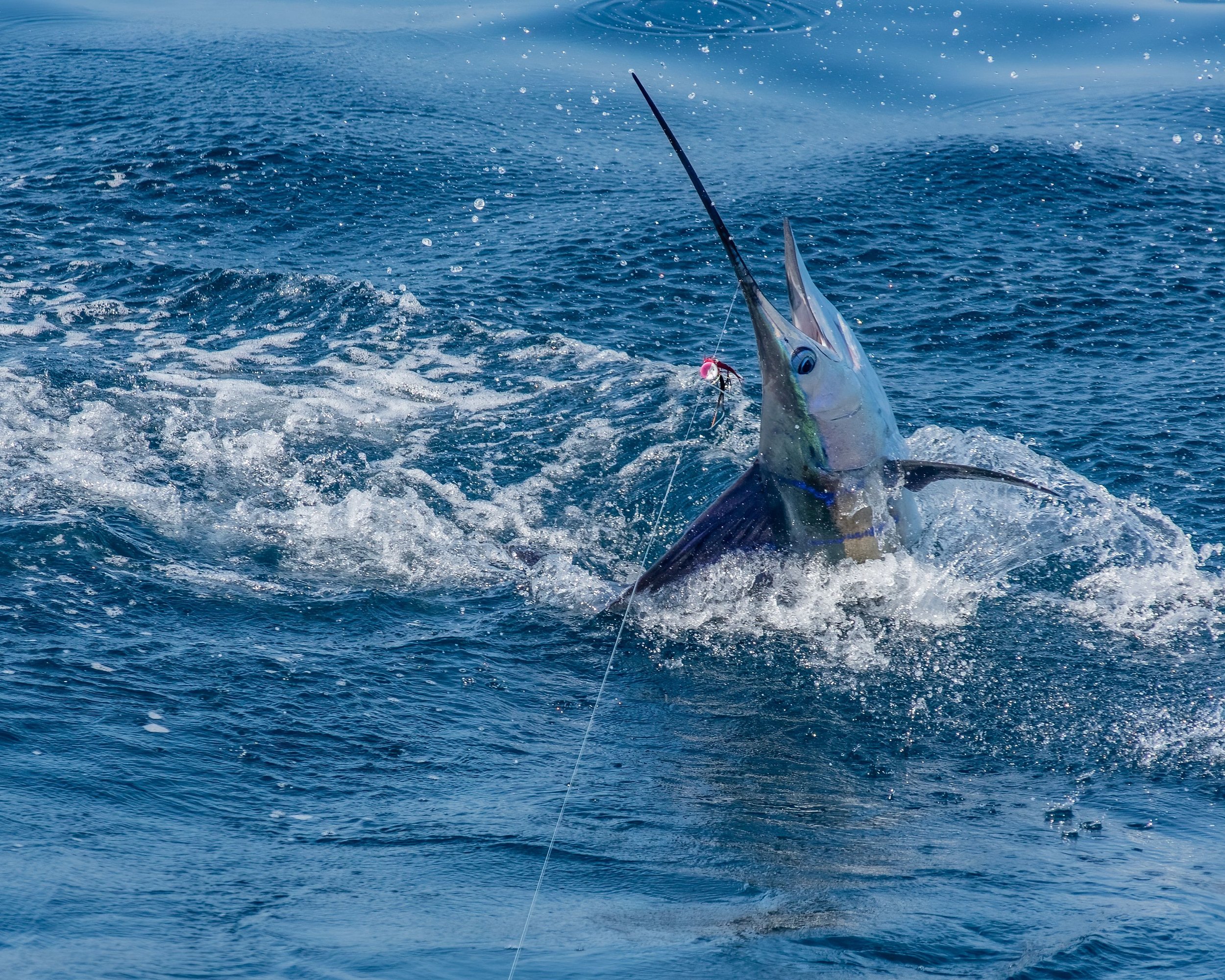 Marlin jumping out of the water during fishing