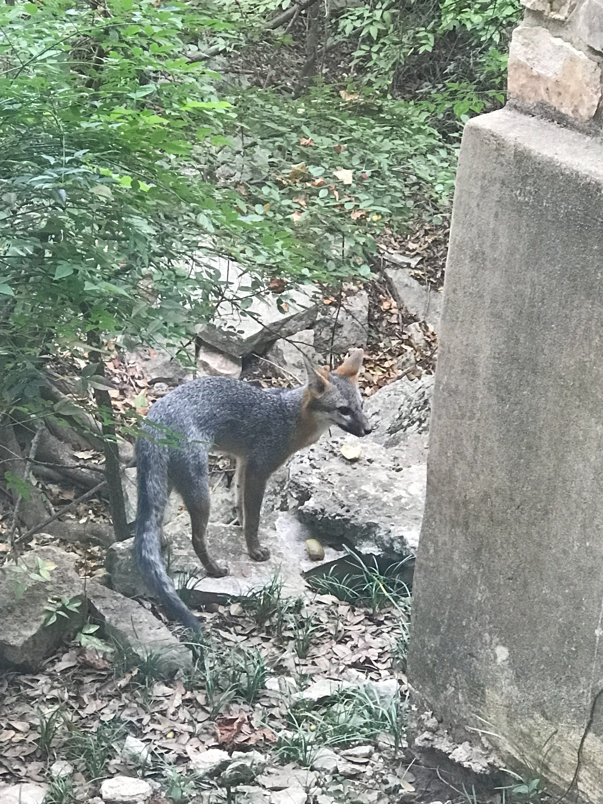 fox animal medicine energy healing austin.jpg