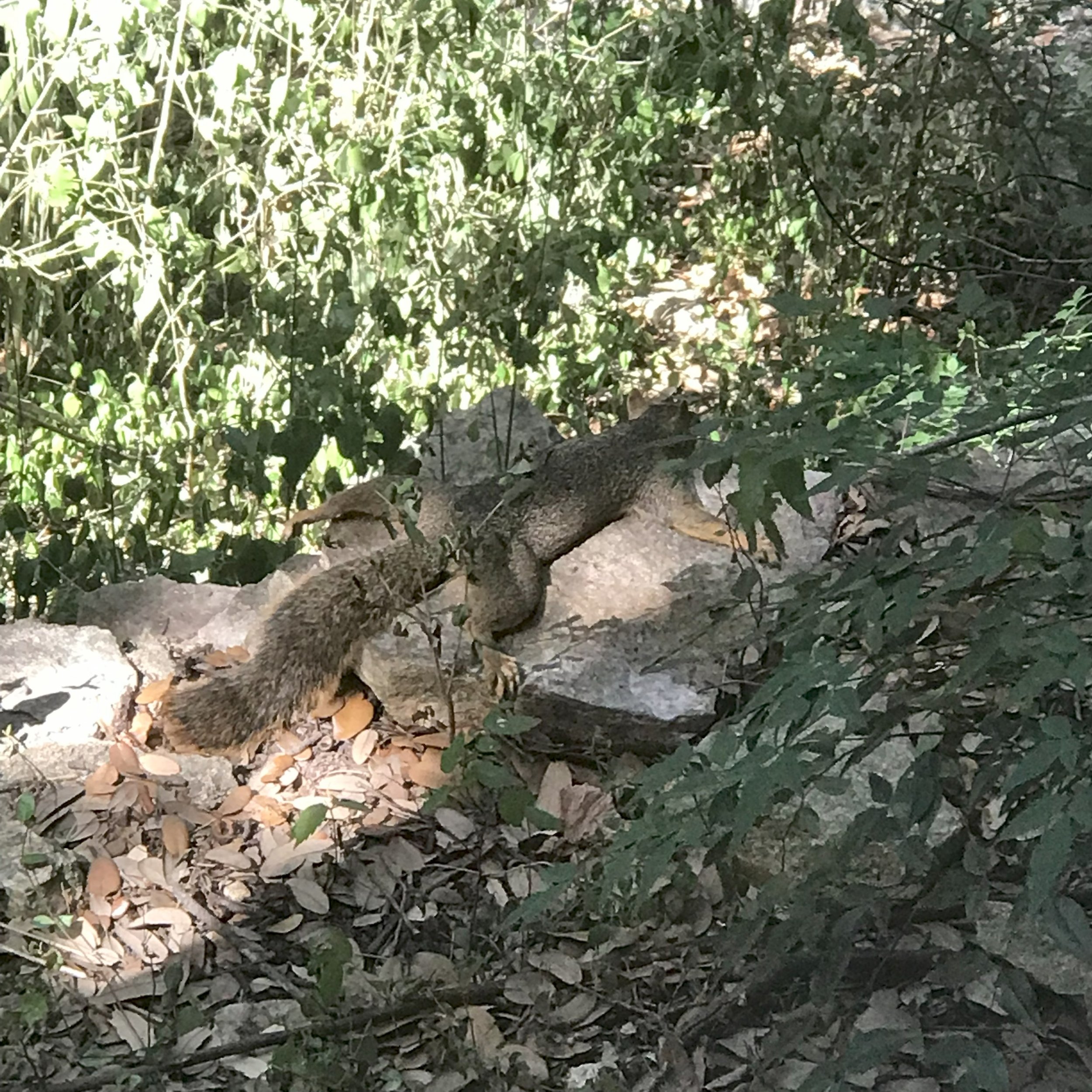 squirrel cooling off austin.jpg