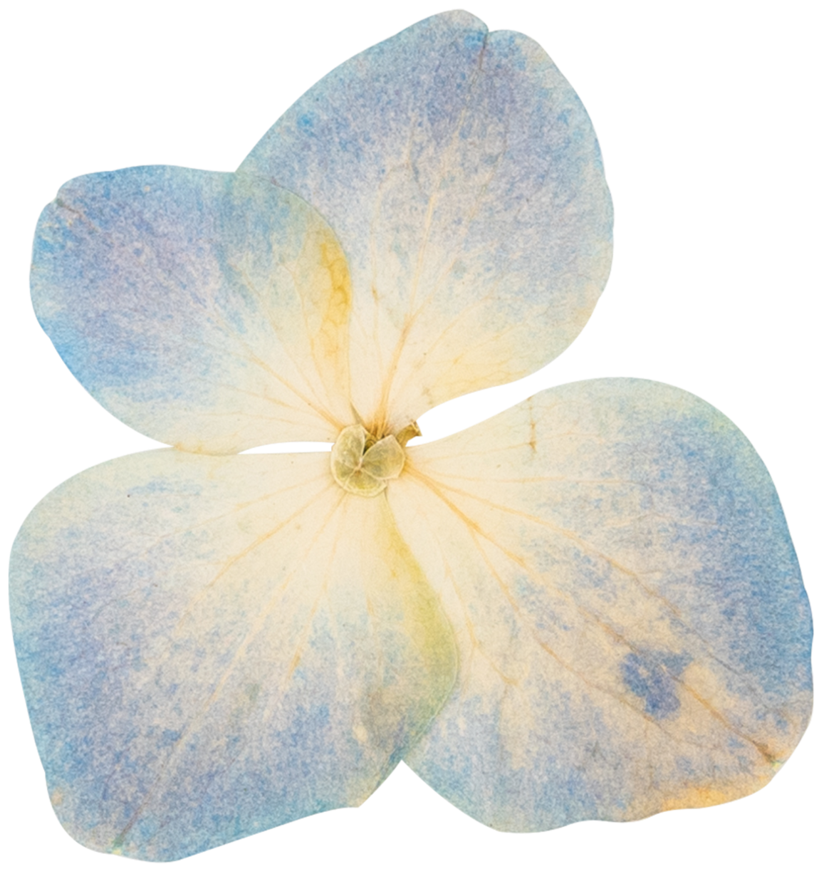 Close-up of a delicate hydrangea flower with pale, pastel-colored petals in shades of light blue, cream, and yellow.