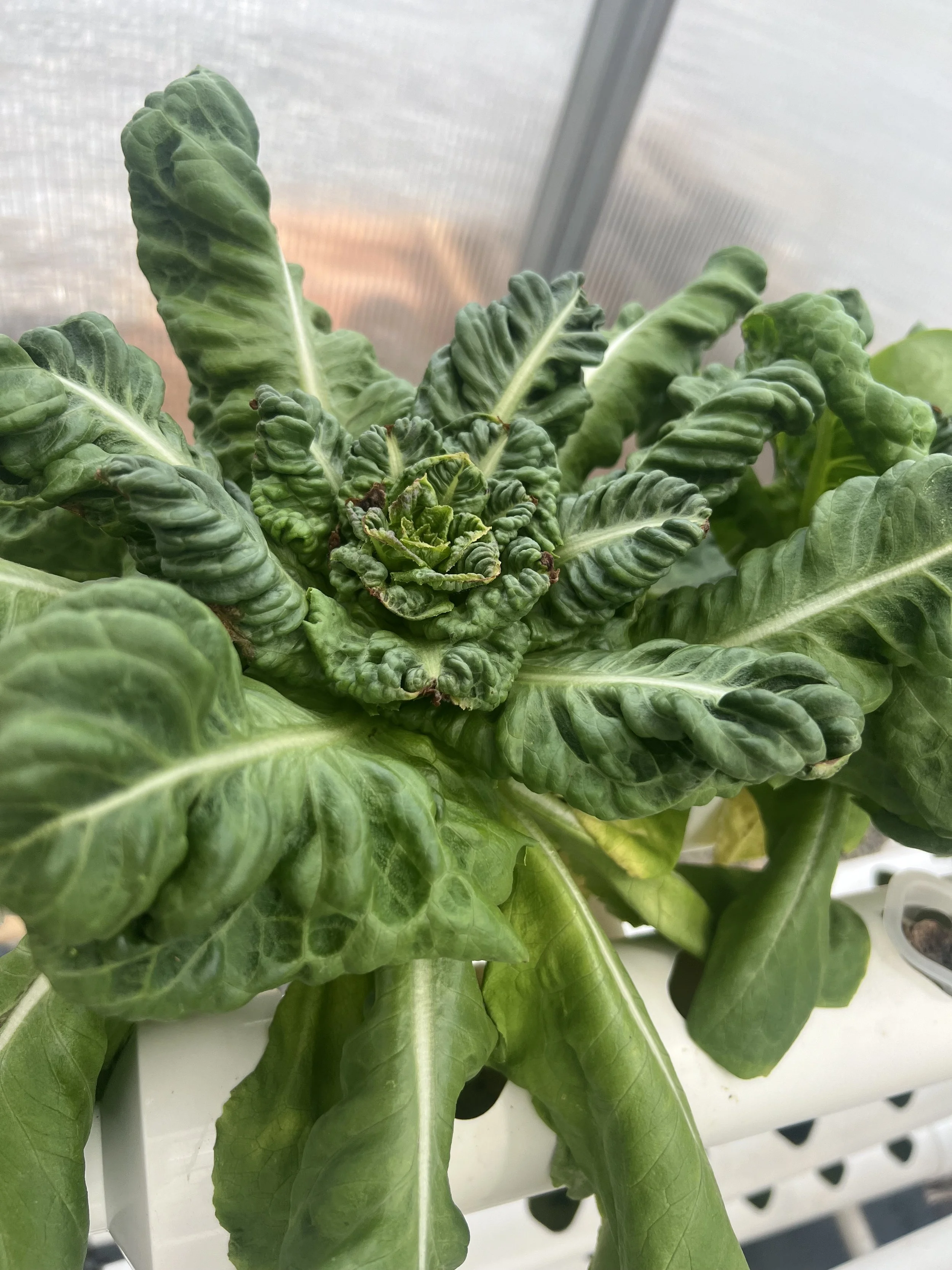 Lettuce hydroponic by Annie.jpg