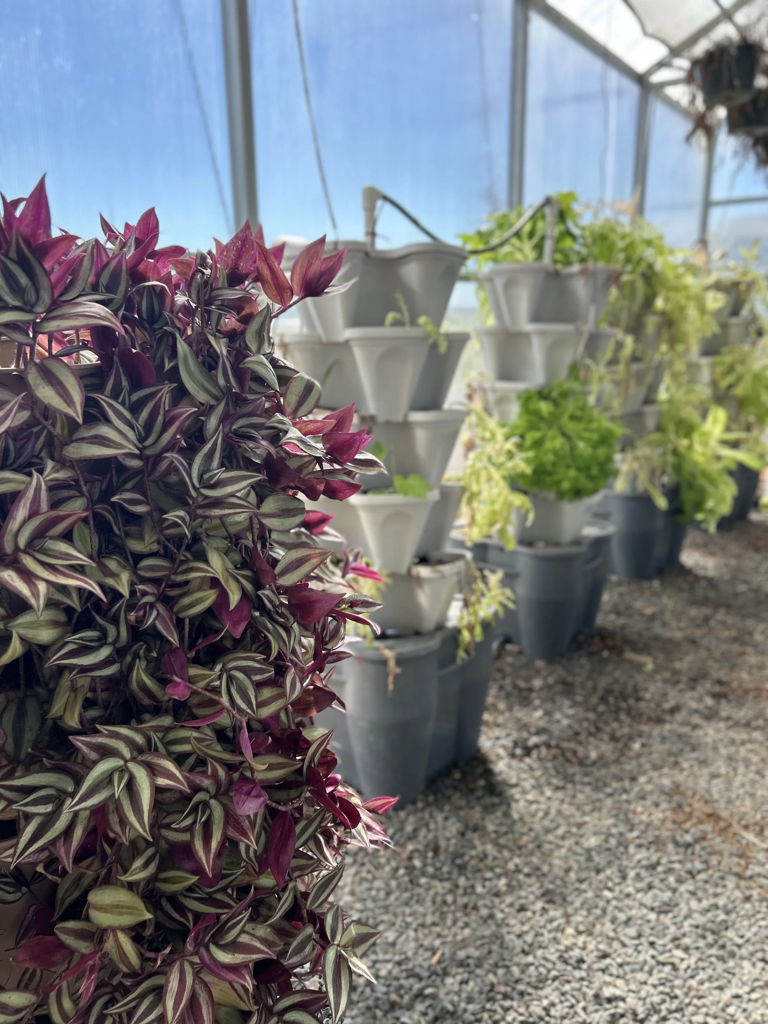 hydropontics by Aulden Gosa (1).jpg