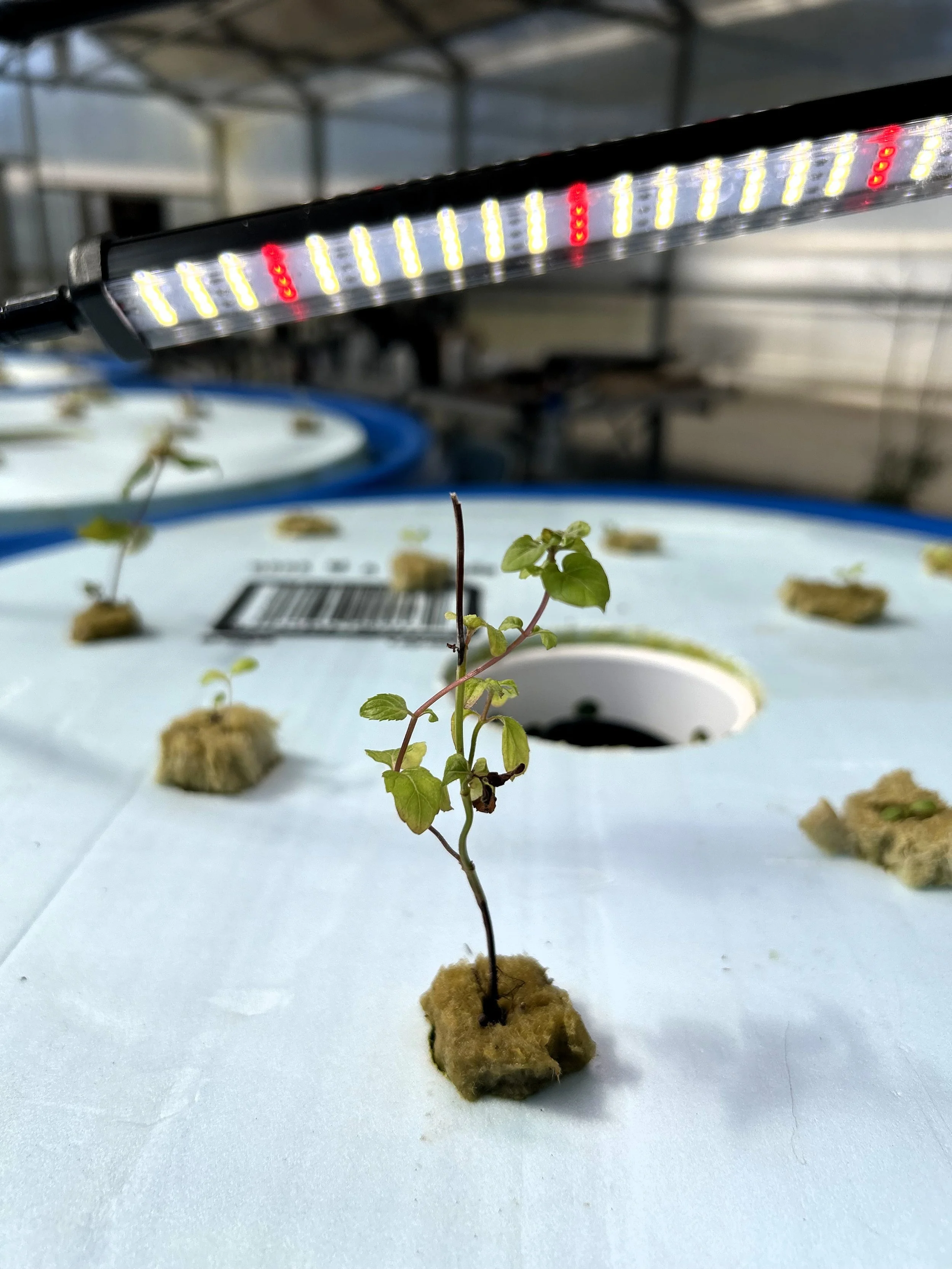 Aquaponics by Aulden Gosa.jpg