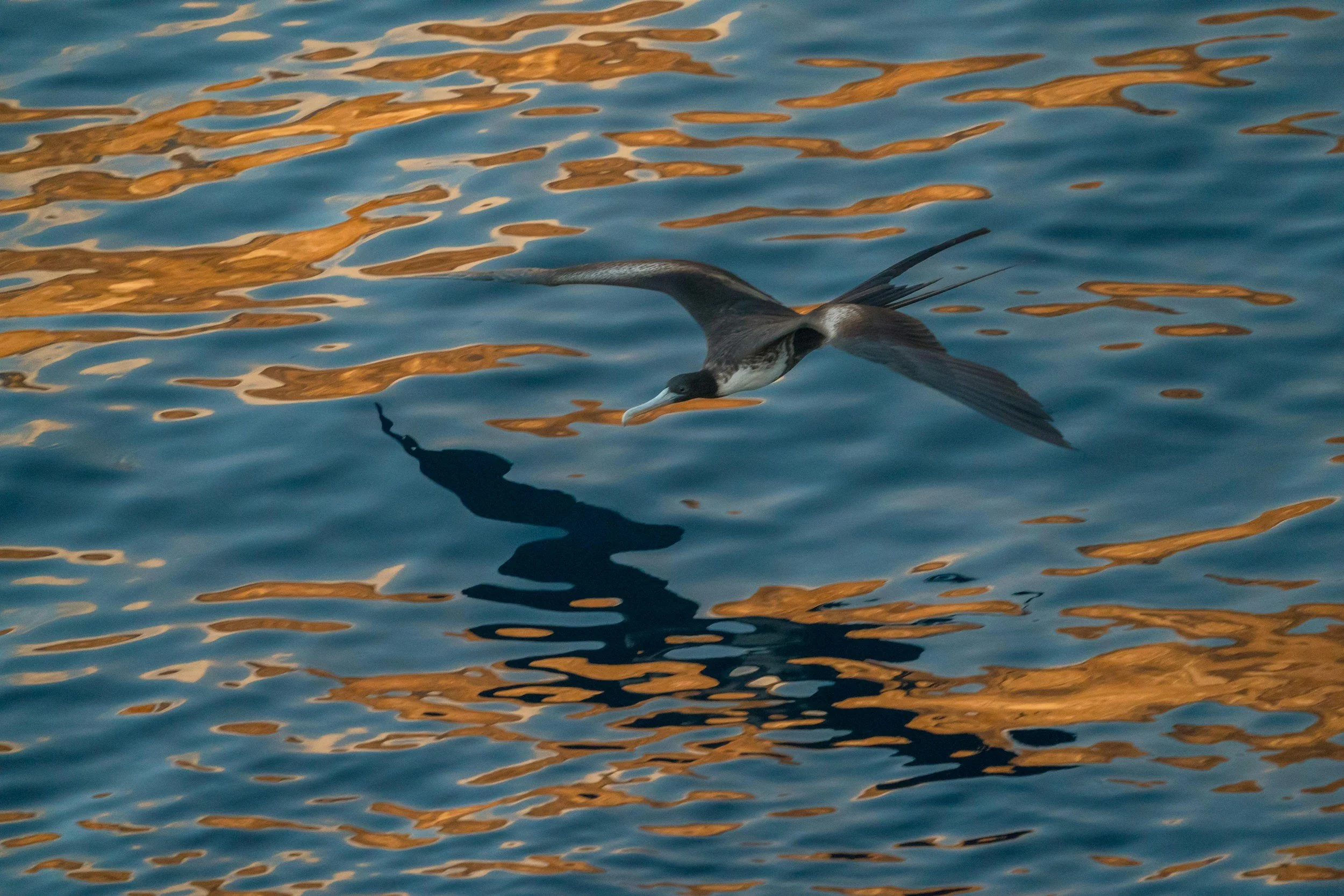 A bird flying over water with reflections of the sky and clouds.