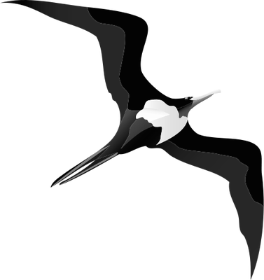 PELVIC GUIDE 