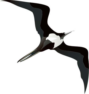 PELVIC GUIDE 