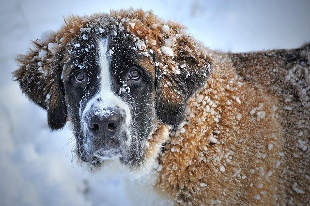 Cold Weather and Your Pet