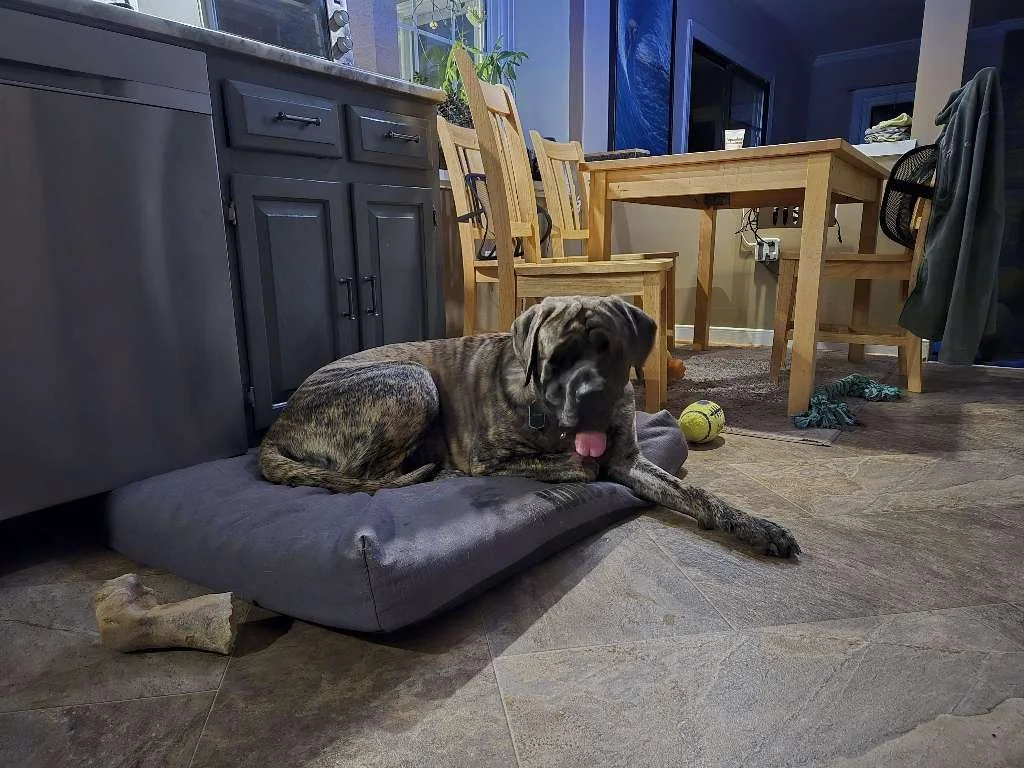 Andromeda- Top Dog January 2026