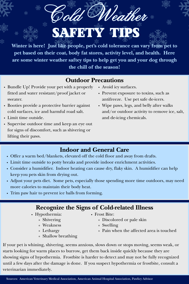 Cold Weather and Your Pet — Challenging Dogs Pet Care