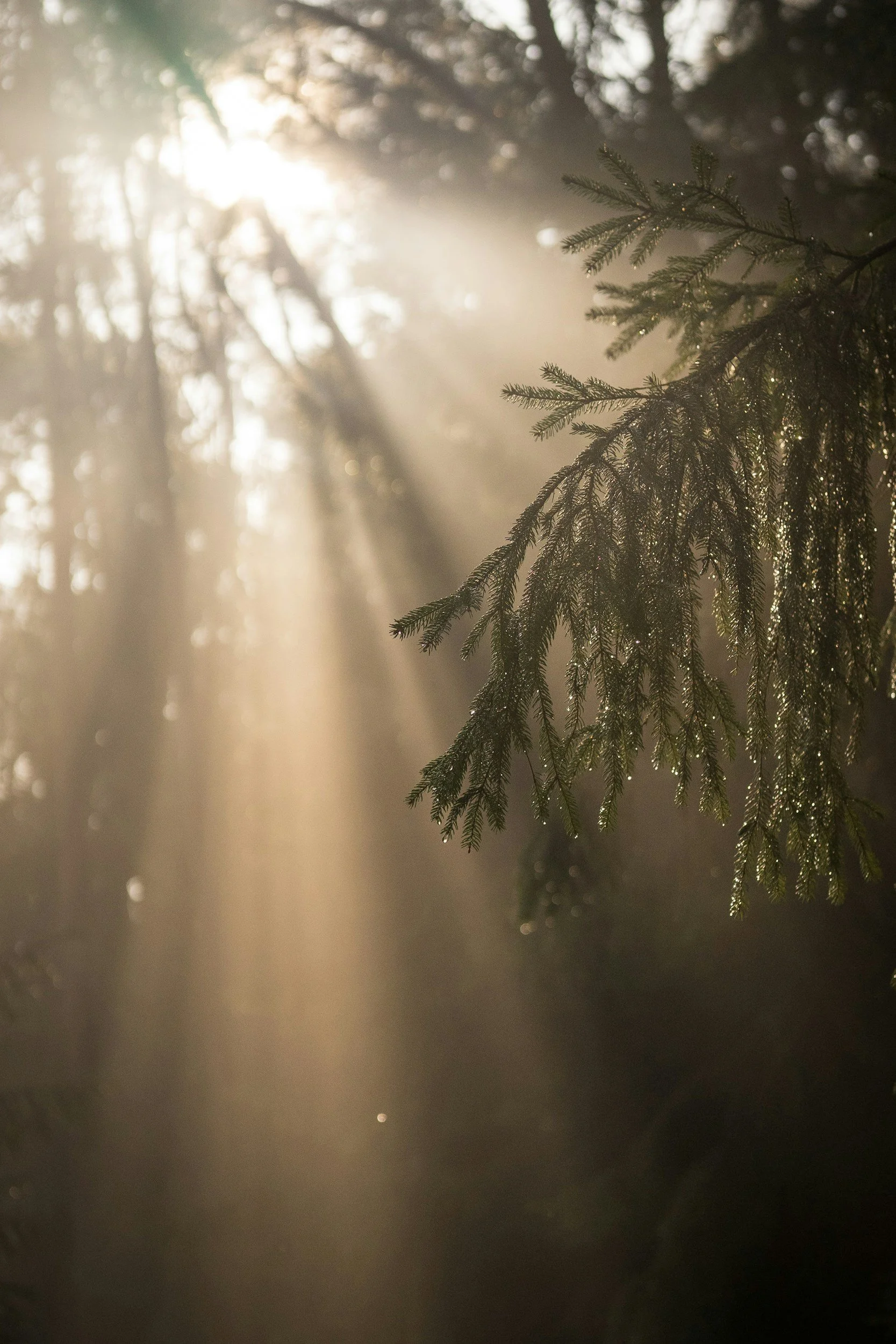 Sunlight filtering through pine tree branches in a foggy forest.