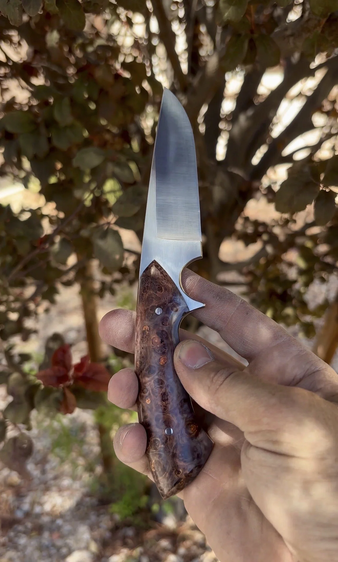 P. Harp Designs Sidekick (2) - Red Box Elder.jpg