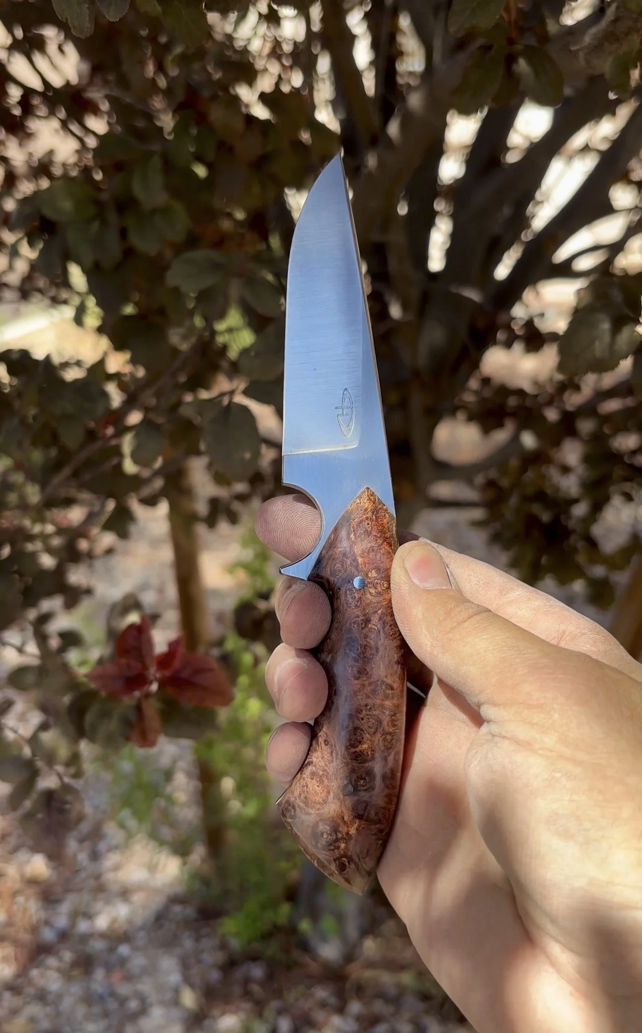 P. Harp Designs Sidekick - Red Box Elder.jpg