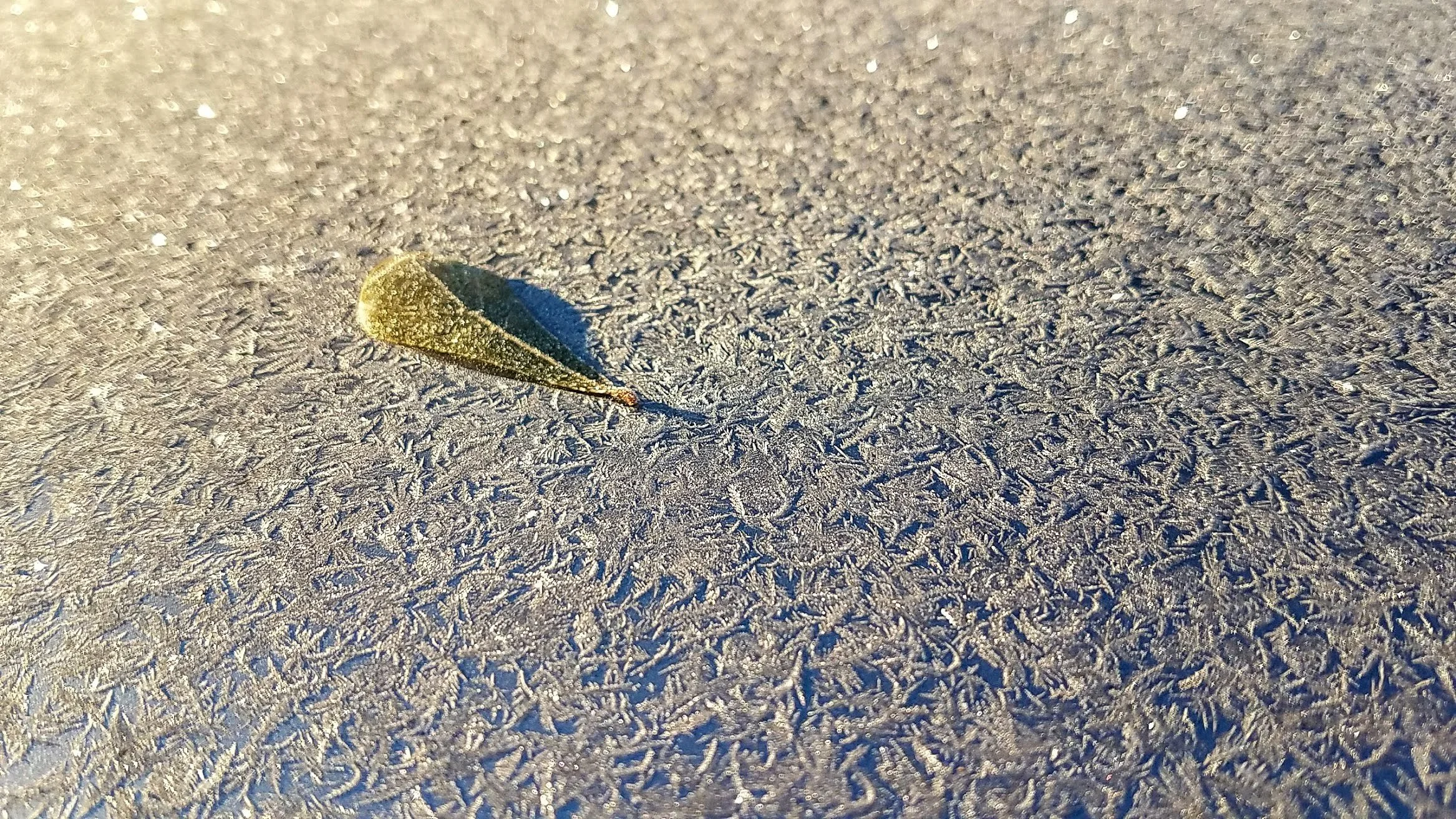 A single leaf resting on a frosty surface with ice crystals, illuminated by sunlight.