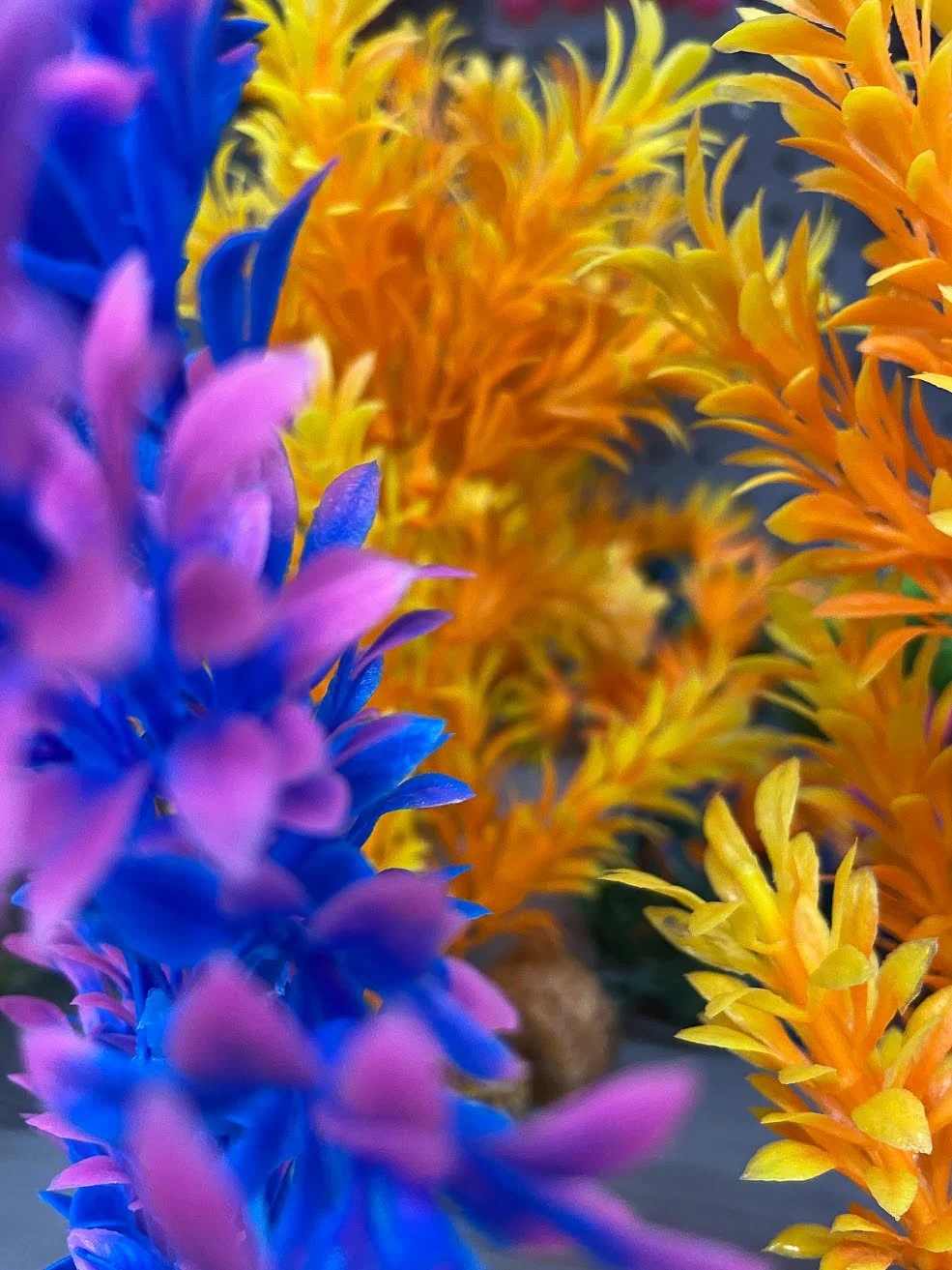 Close-up of colorful flowers with purple, blue, yellow, and orange petals.