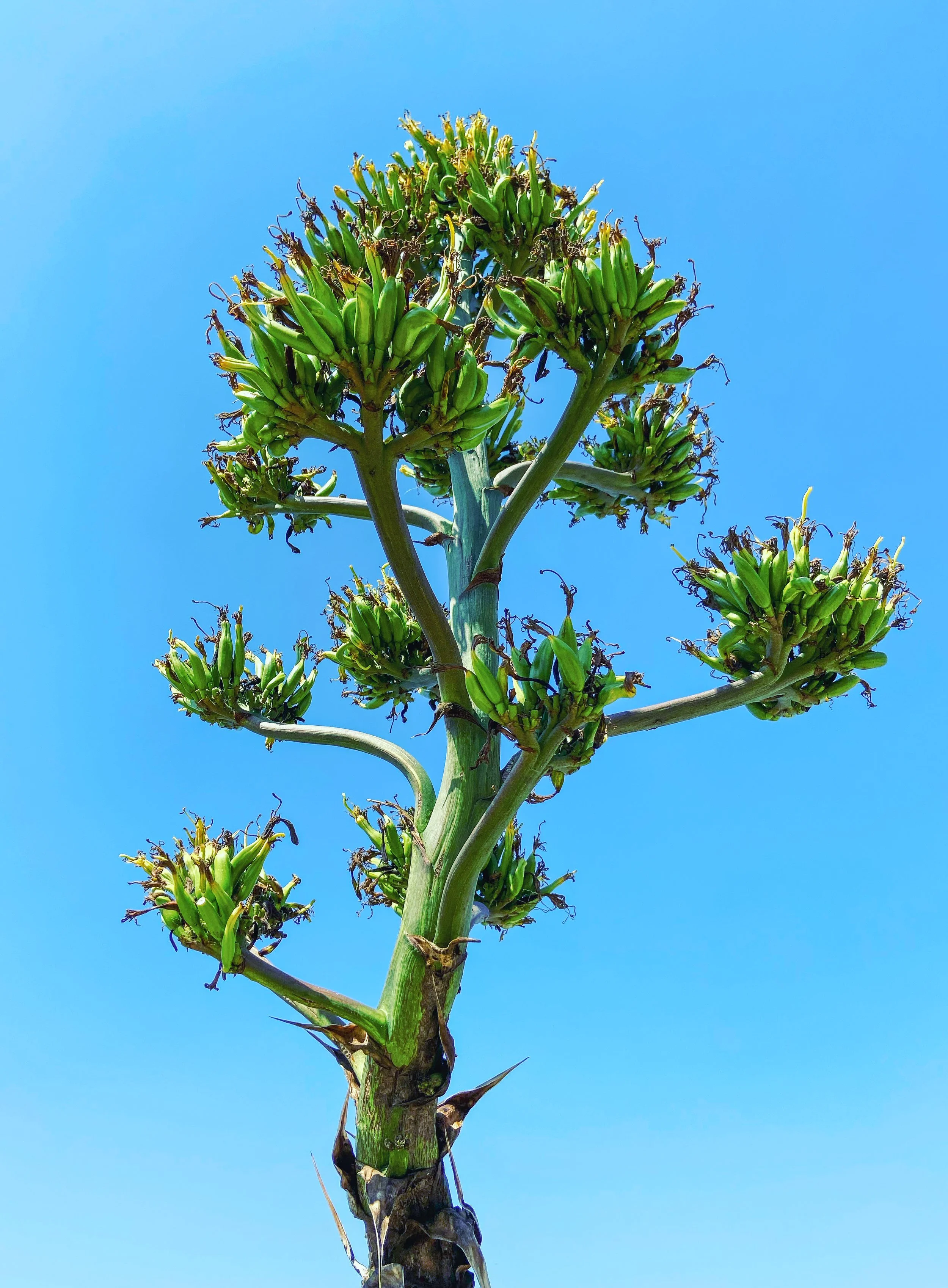 An upward view of an agave plant with multiple flower stalks against a clear blue sky.