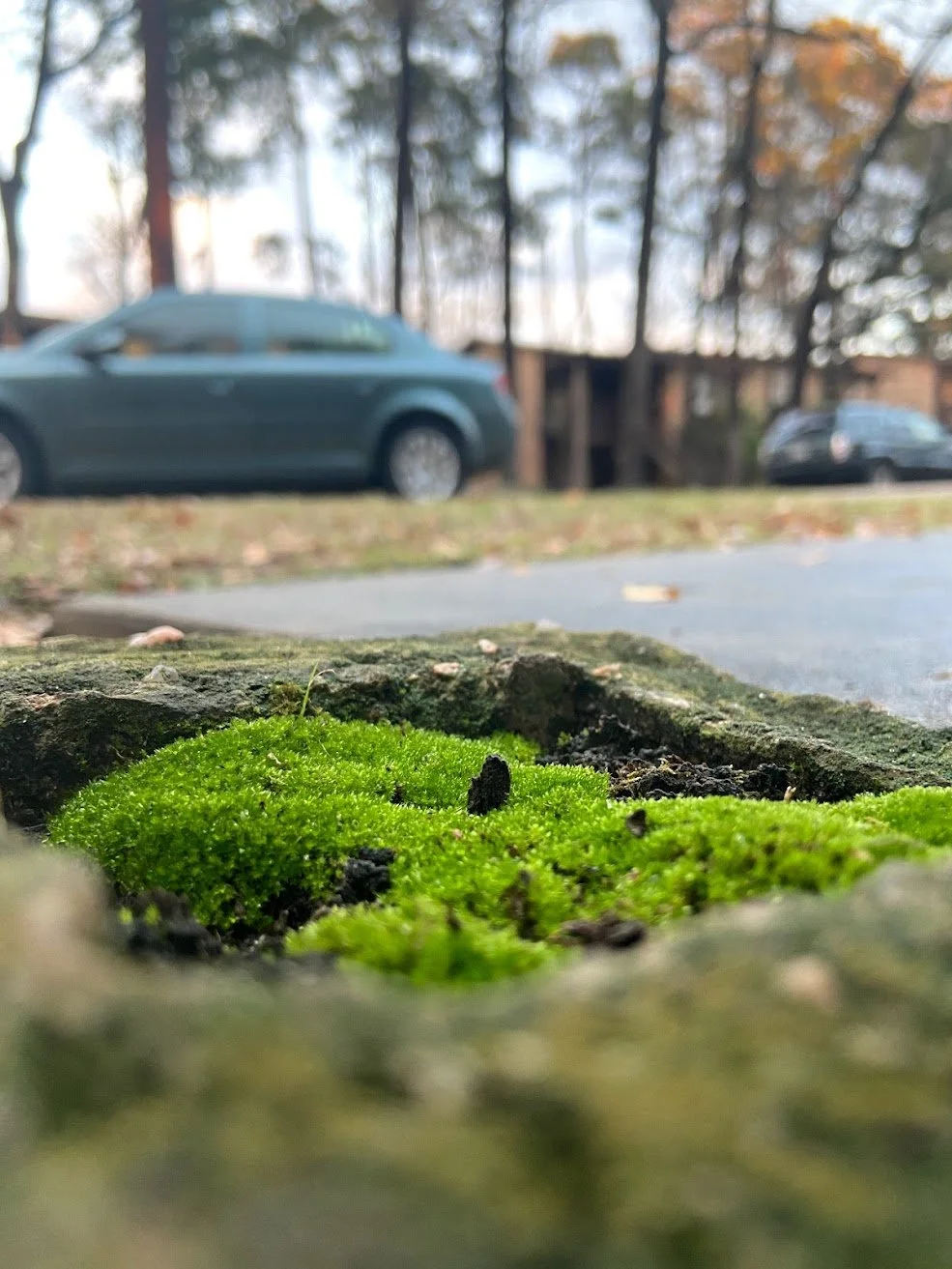 Minigarden 1