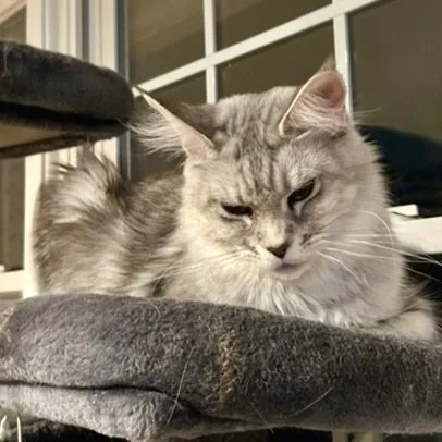 A gray and white long-haired cat lying on a dark gray cushioned surface near a window.