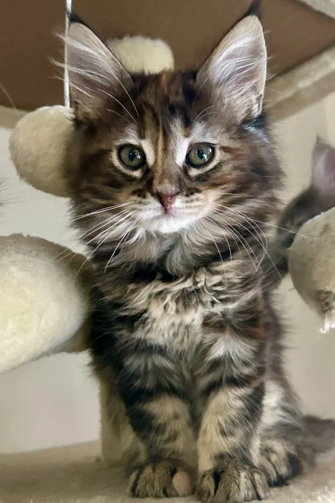 A fluffy tabby kitten with green eyes sitting on a beige carpet, leaning against a beige cat tree.