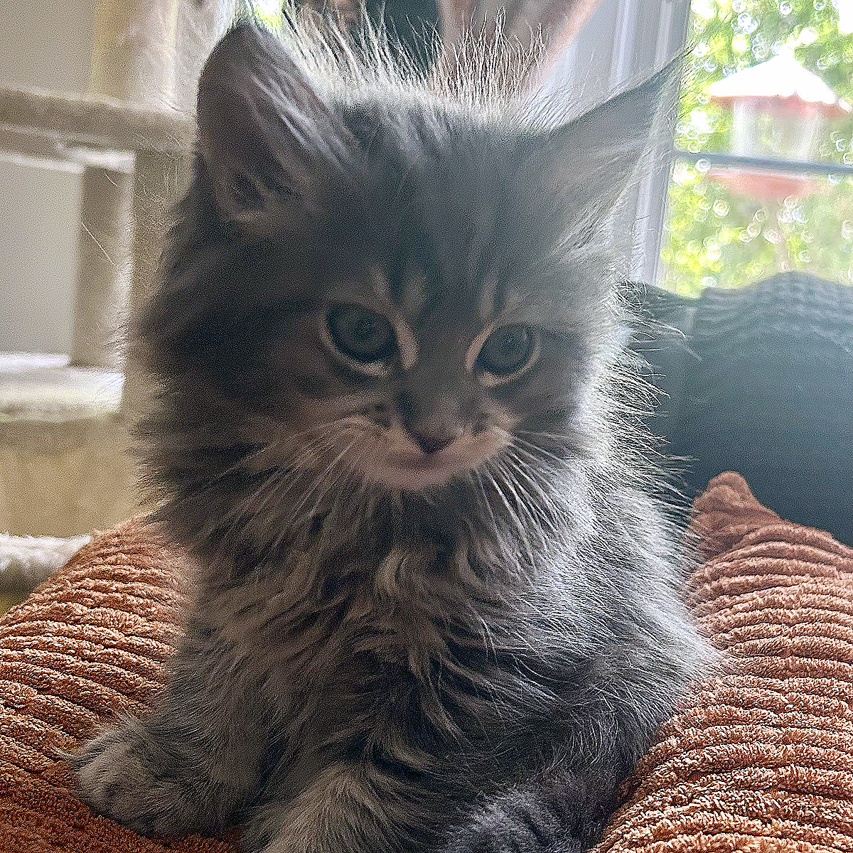 Cute long-haired Maine Coon kitten sitting on a cozy fabric surface indoors near a window.