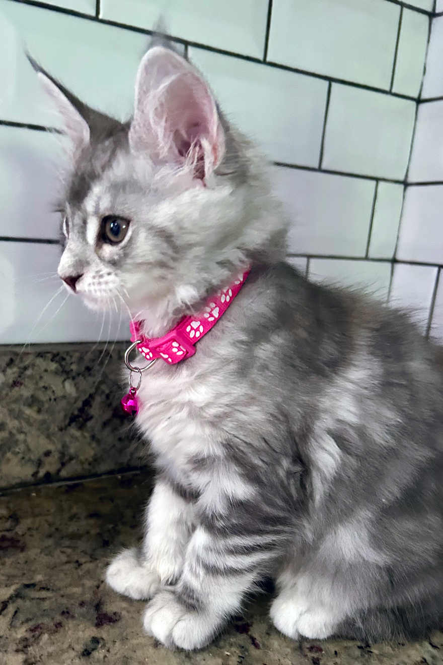 A grey and white Maine Coon kitten with a pink collar and bell sitting on a granite countertop, looking to the side.