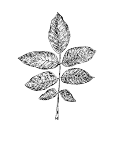 Untitled design-8.png