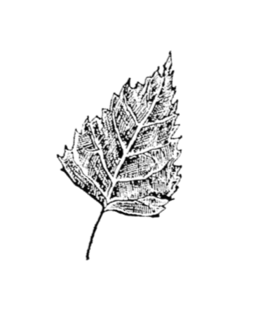 Untitled design-5.png