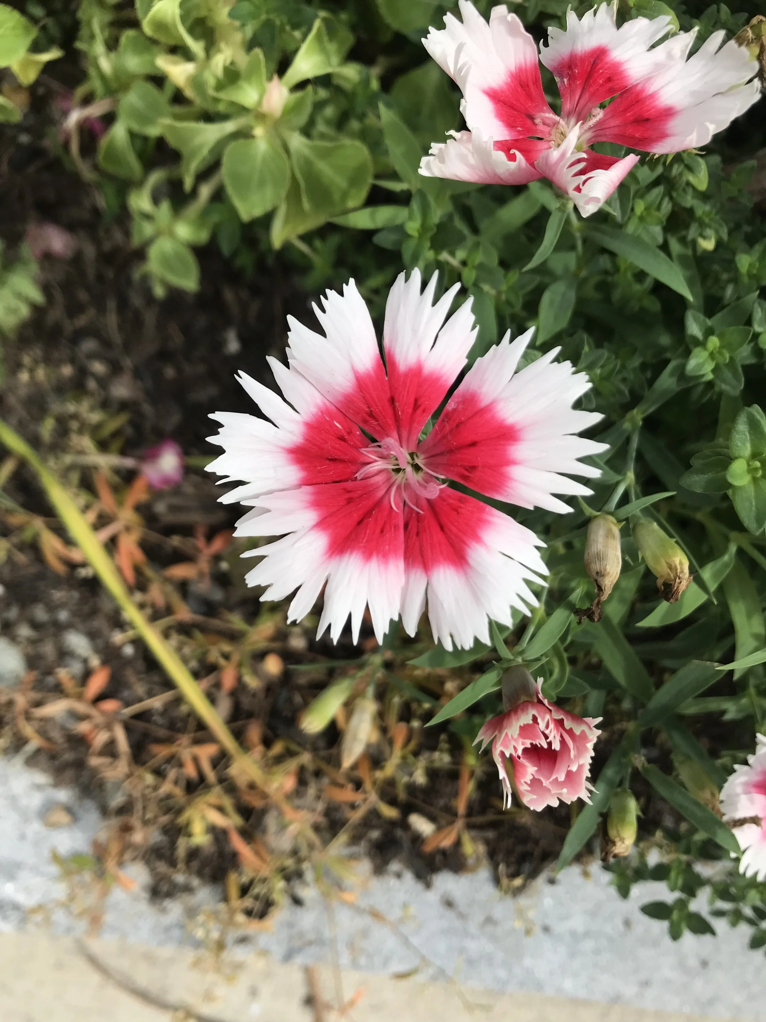 Close-up of pink and white striped Dianthus flower in a garden bed