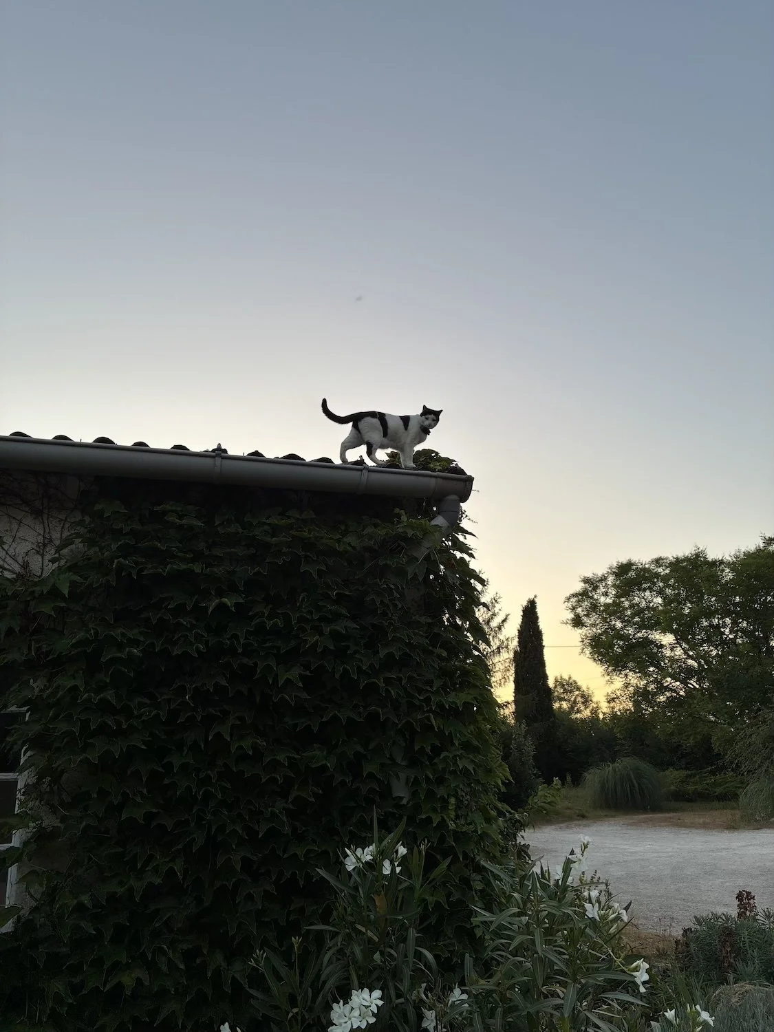 Rossignols, Art de Vivre Twilight   (Copy) (Copy)