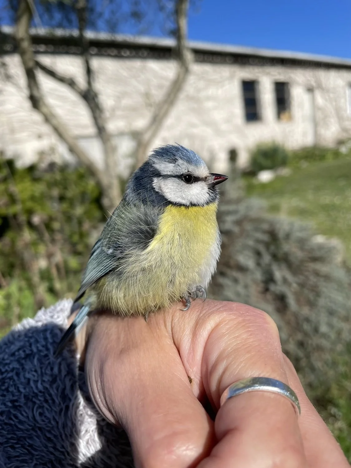 Rossignols, Art de Vivre, Wildlife (Copy) (Copy)