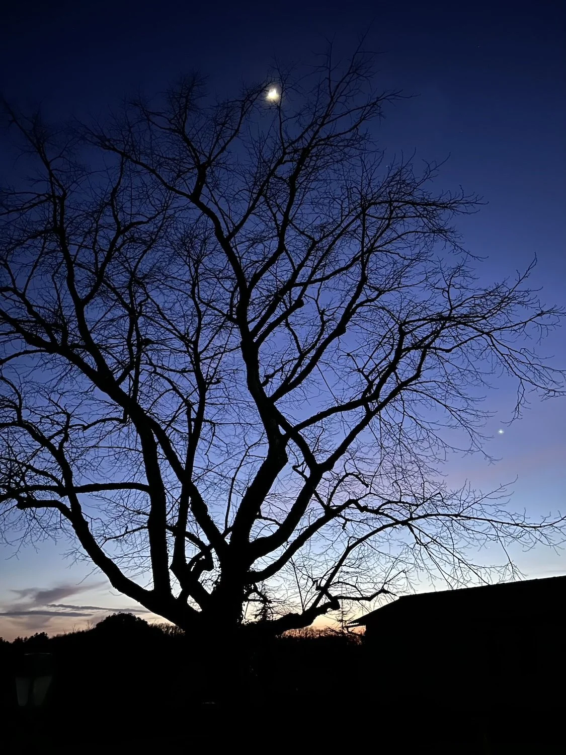 Rossignols, Art de Vivre, Twilight Tree (Copy) (Copy)