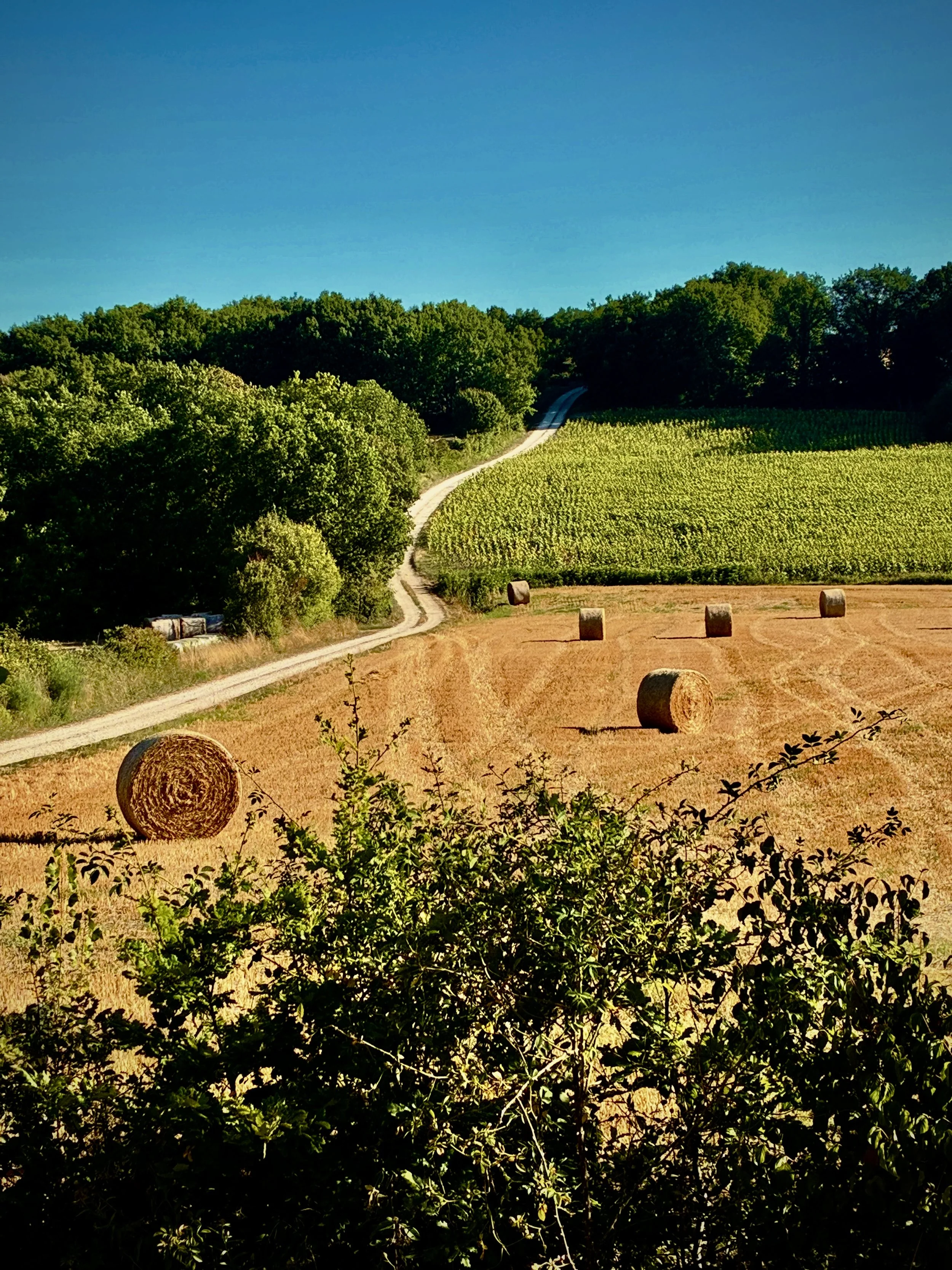 Rossignols, Art de Vivre View (Copy) (Copy)