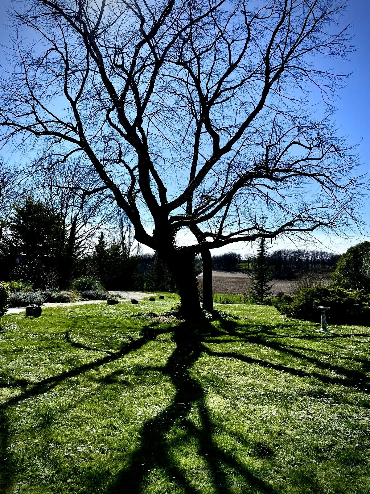 Rossignols, Art de Vivre, Tree (Copy) (Copy)