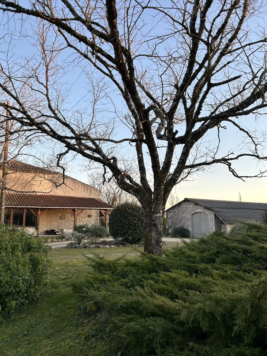 A leafless tree in a yard with green shrubs, a stone building with a tiled roof to the left, and a barn with a wooden door to the right, under a clear blue sky.