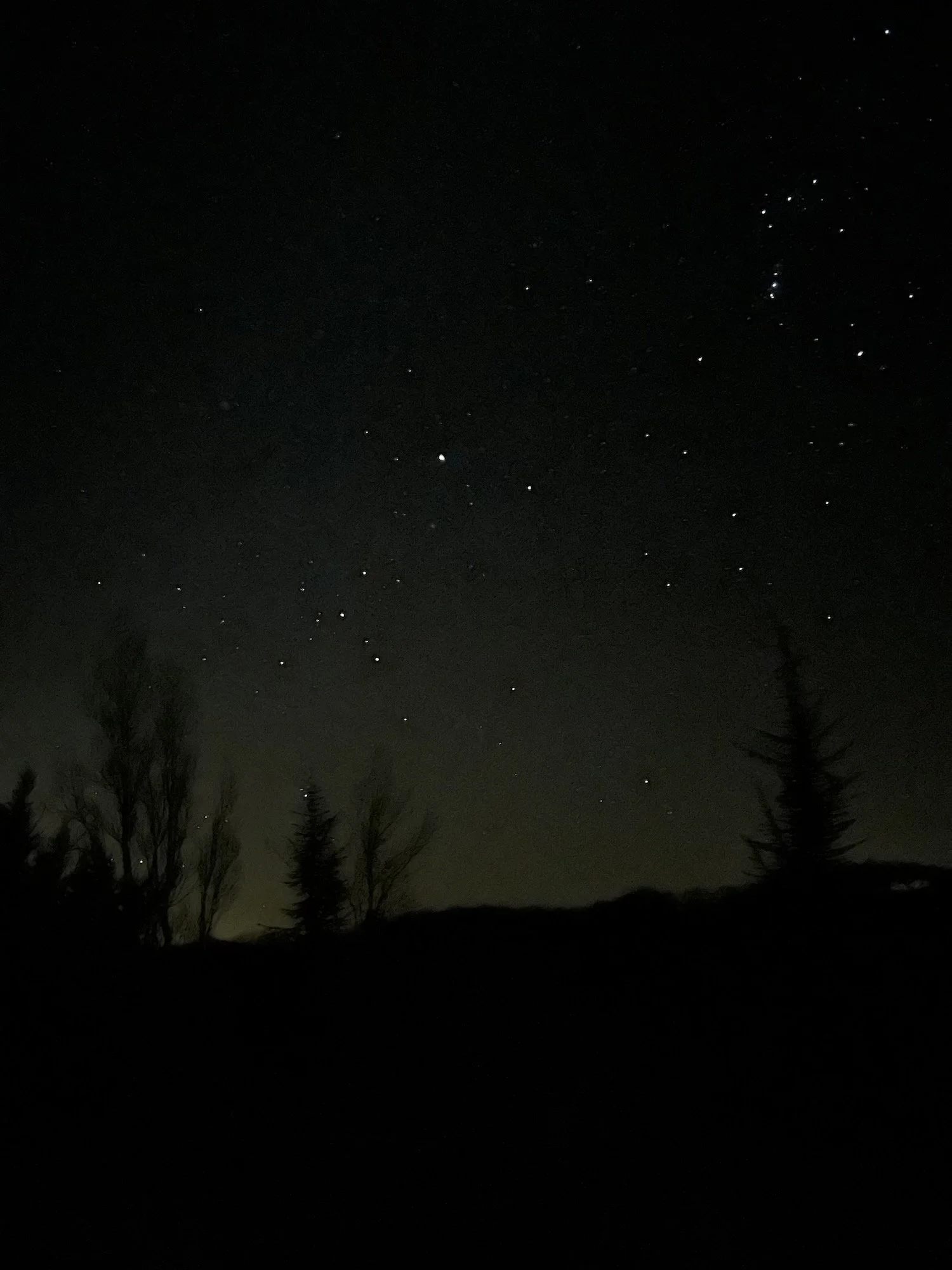 Nighttime landscape with silhouetted trees under a clear, star-filled sky.
