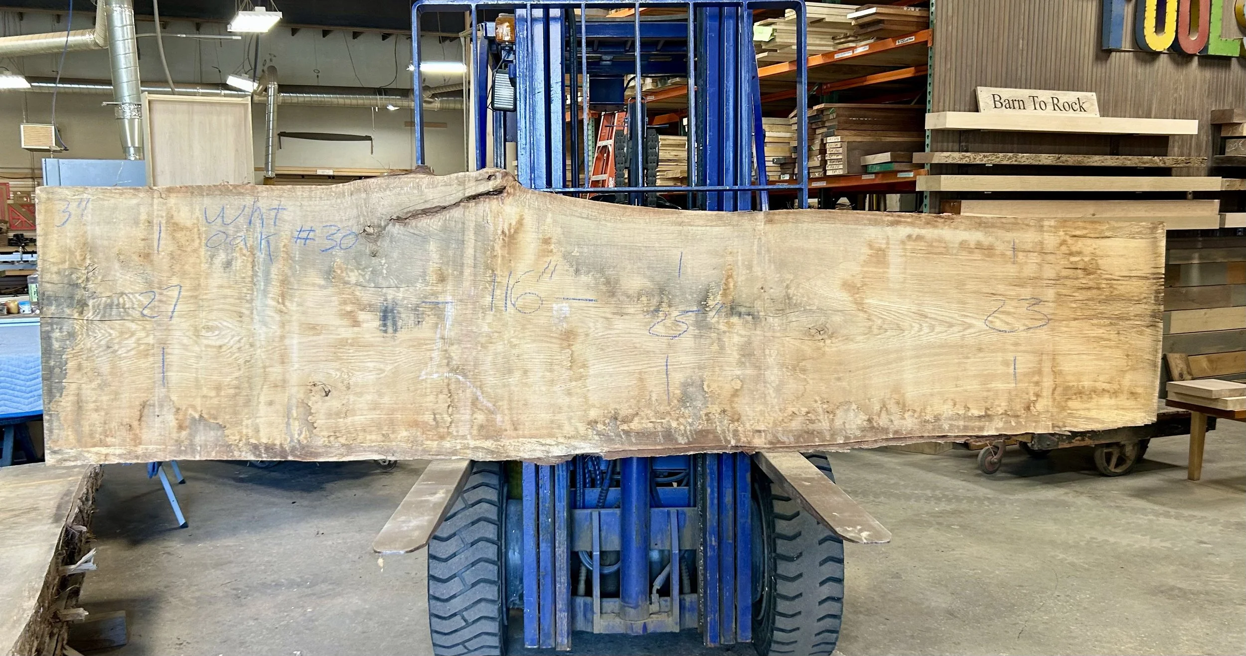 white oak 30.JPG