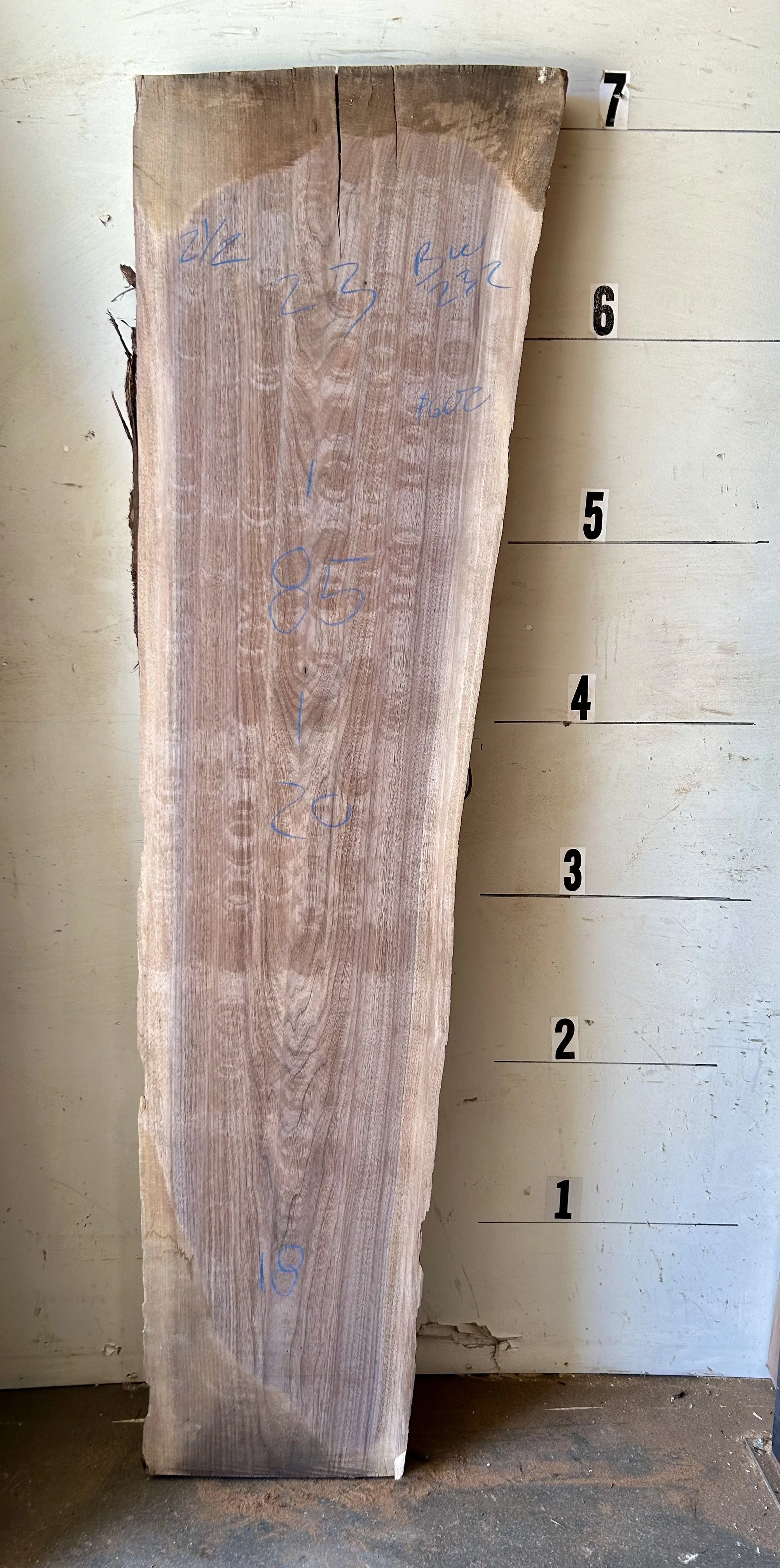 Black Walnut Live Edge Slab #232