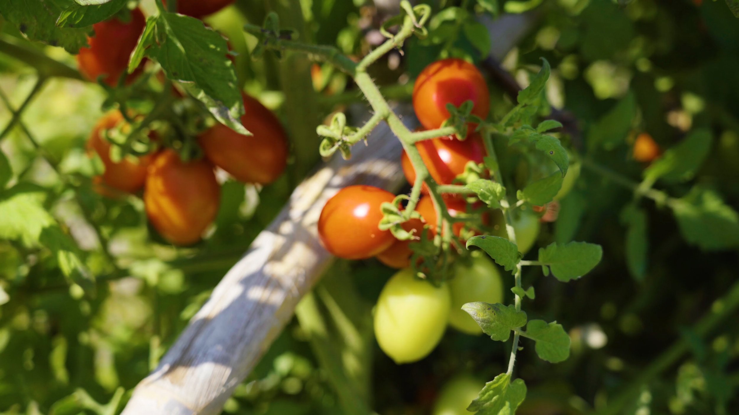 Tomates.jpg