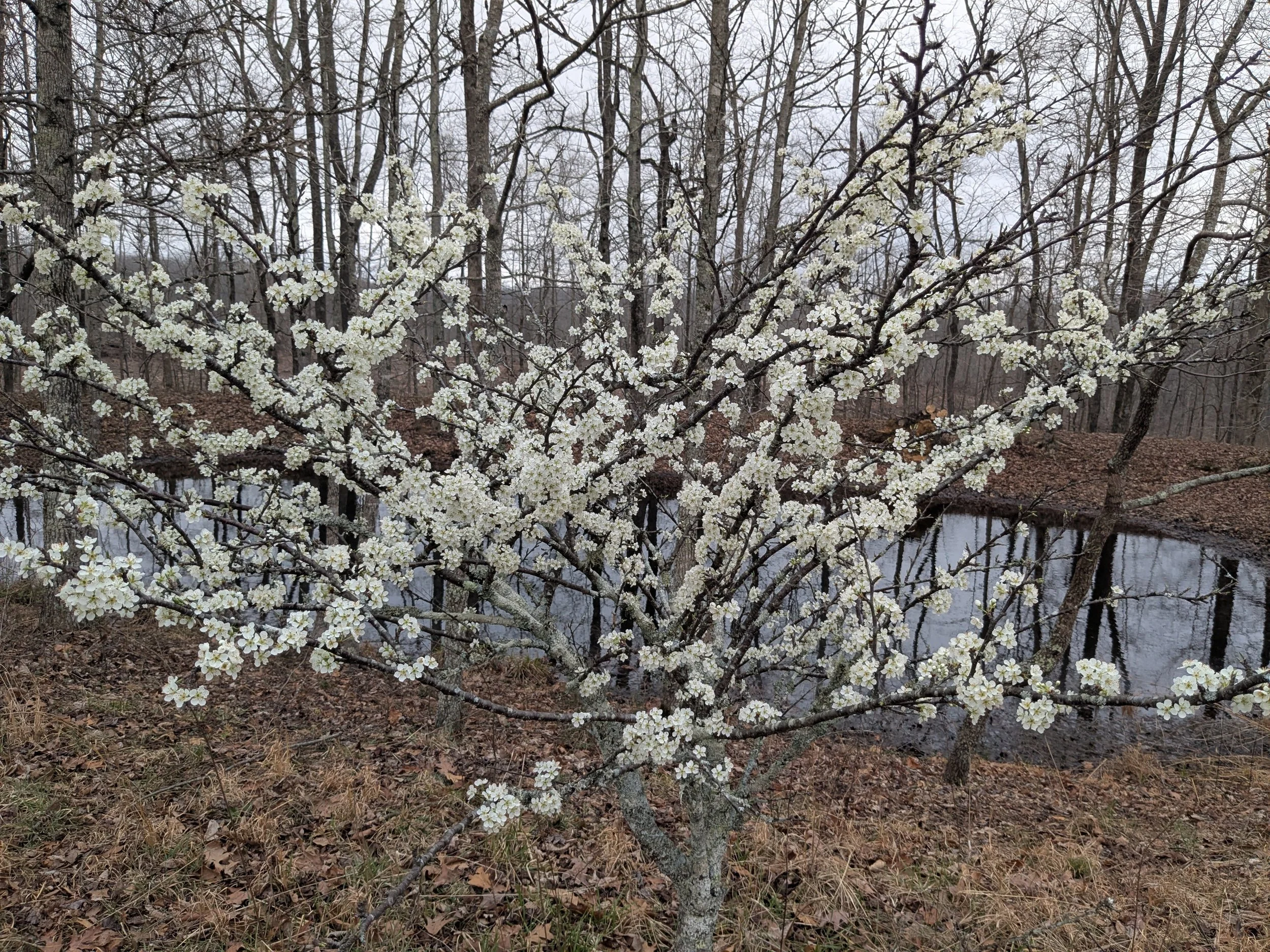 Blooming Crabapple
