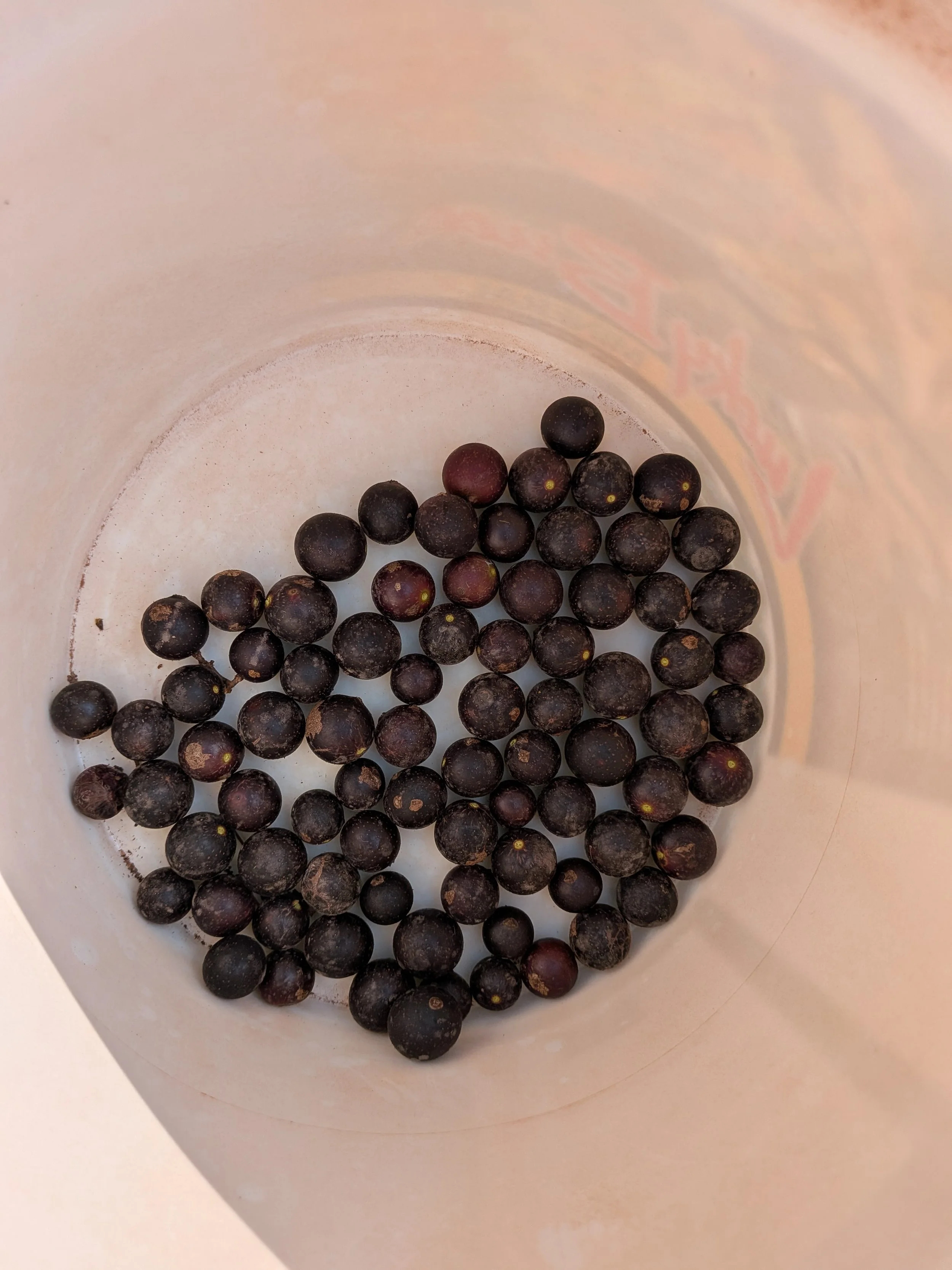 Bluberries