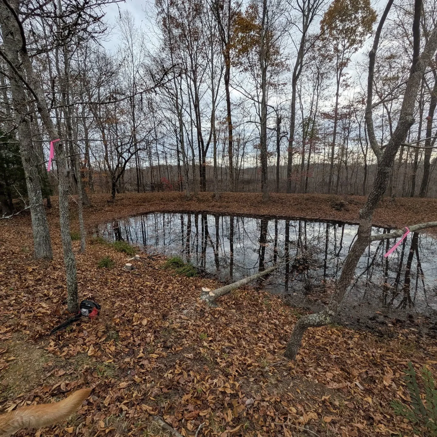 Took out some sweet gums that were crowding out some of the nicer persimmon trees out at Pike's Place today.  Also, trimmed up the apple trees and some other cleanup!  It was a beautiful fall day for a land workday.
